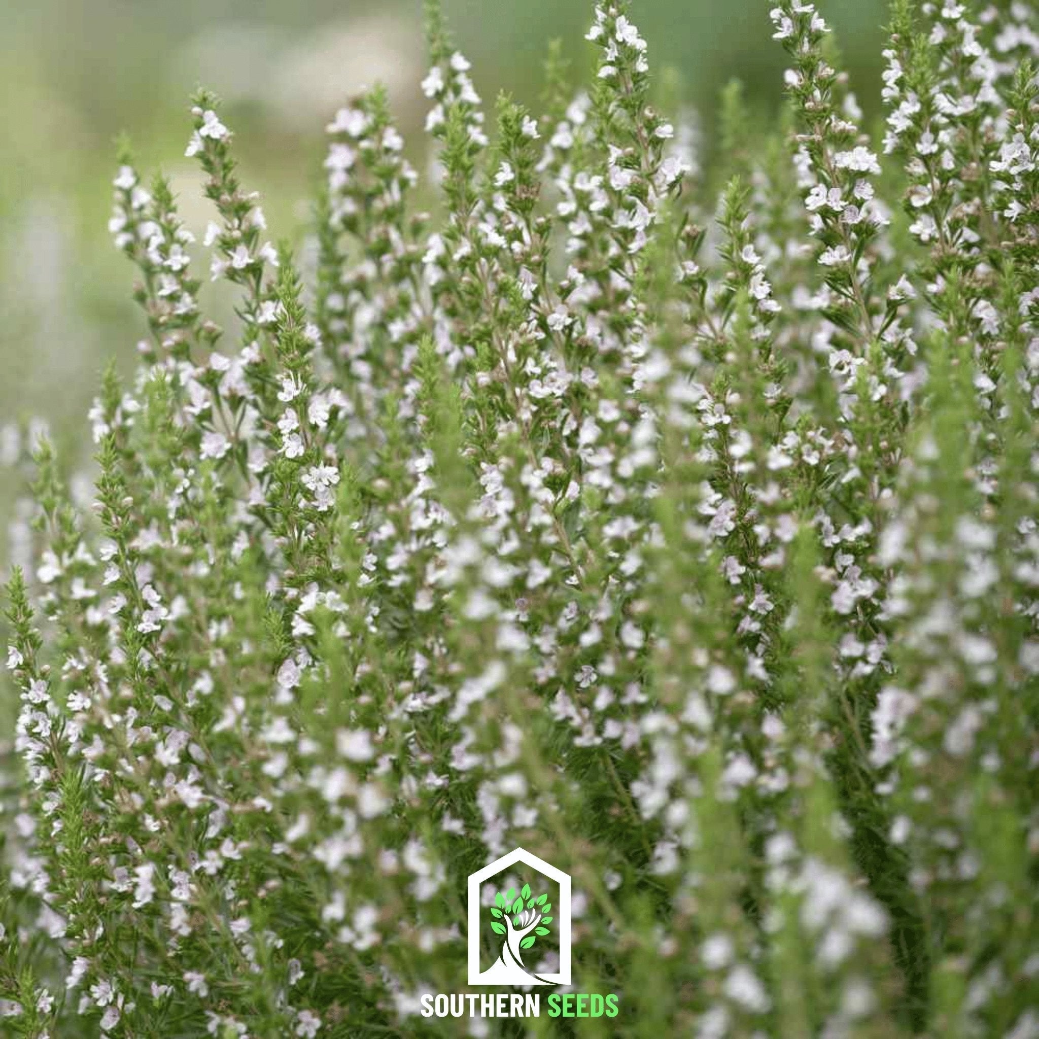 White Hyssop – 50 Seeds Southern Seeds
