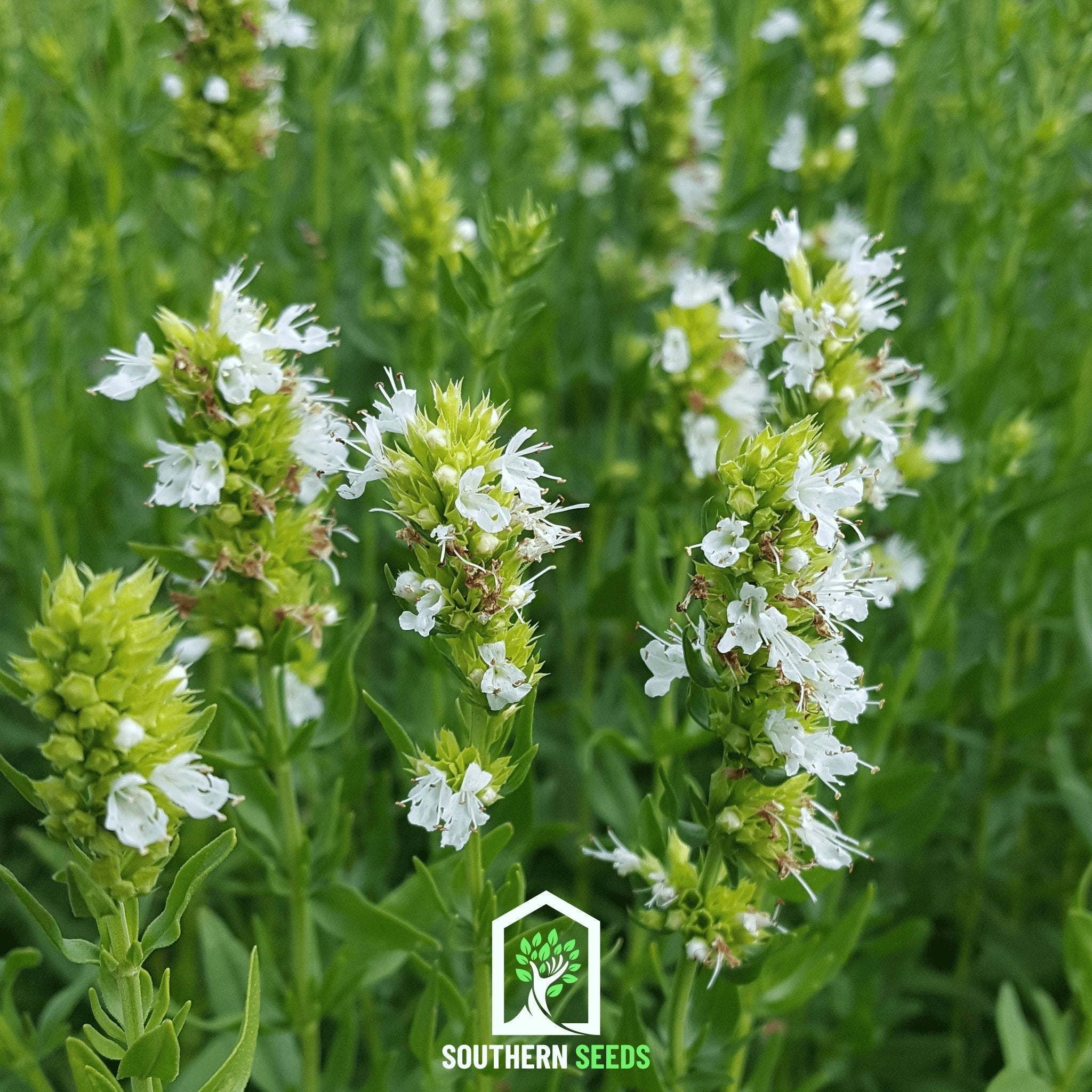 White Hyssop – 50 Seeds Southern Seeds