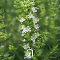 White Hyssop – 50 Seeds Southern Seeds