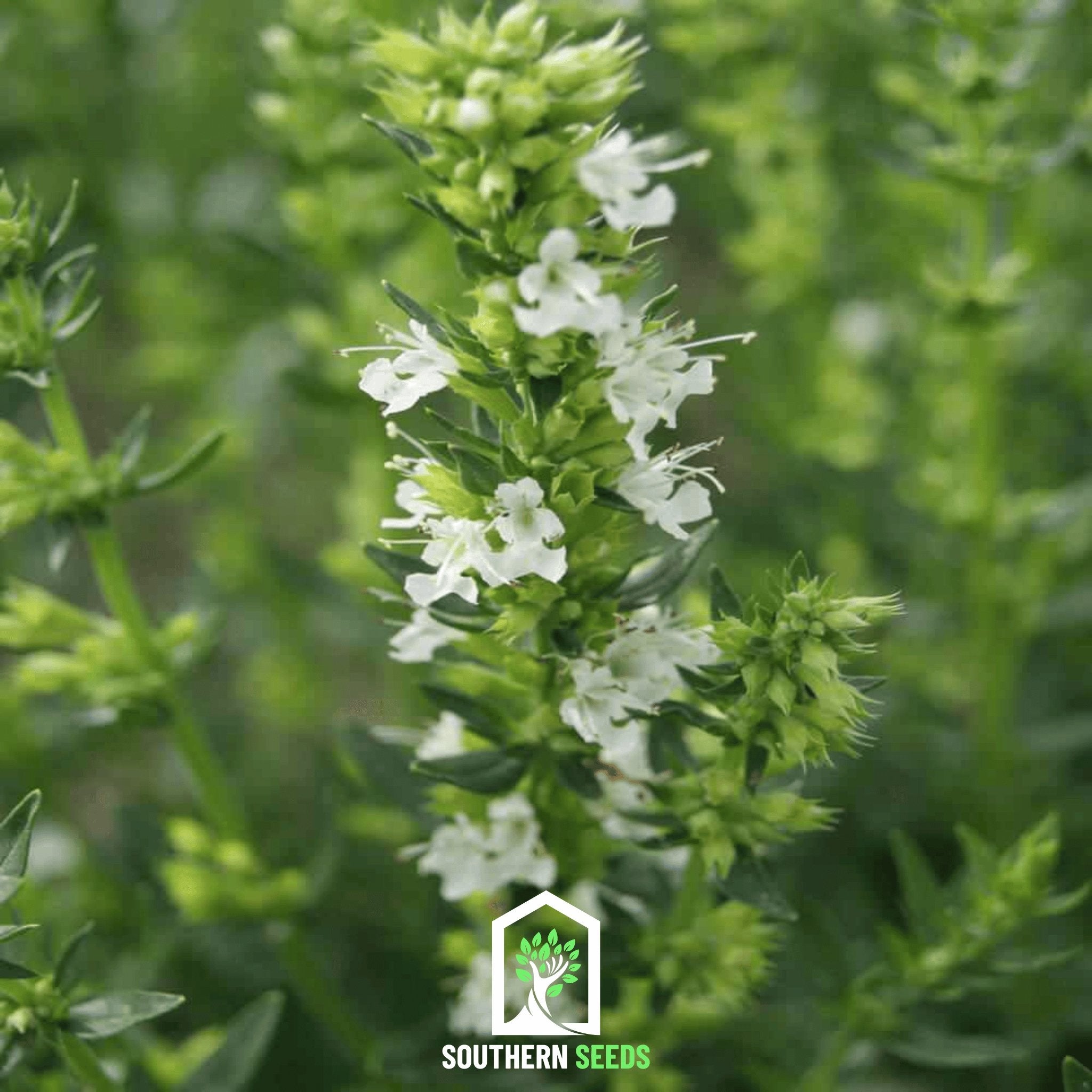 White Hyssop – 50 Seeds Southern Seeds