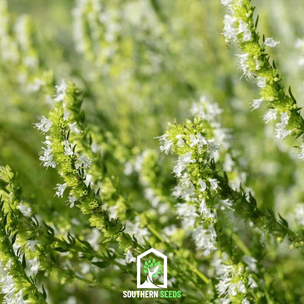 White Hyssop – 50 Seeds Southern Seeds