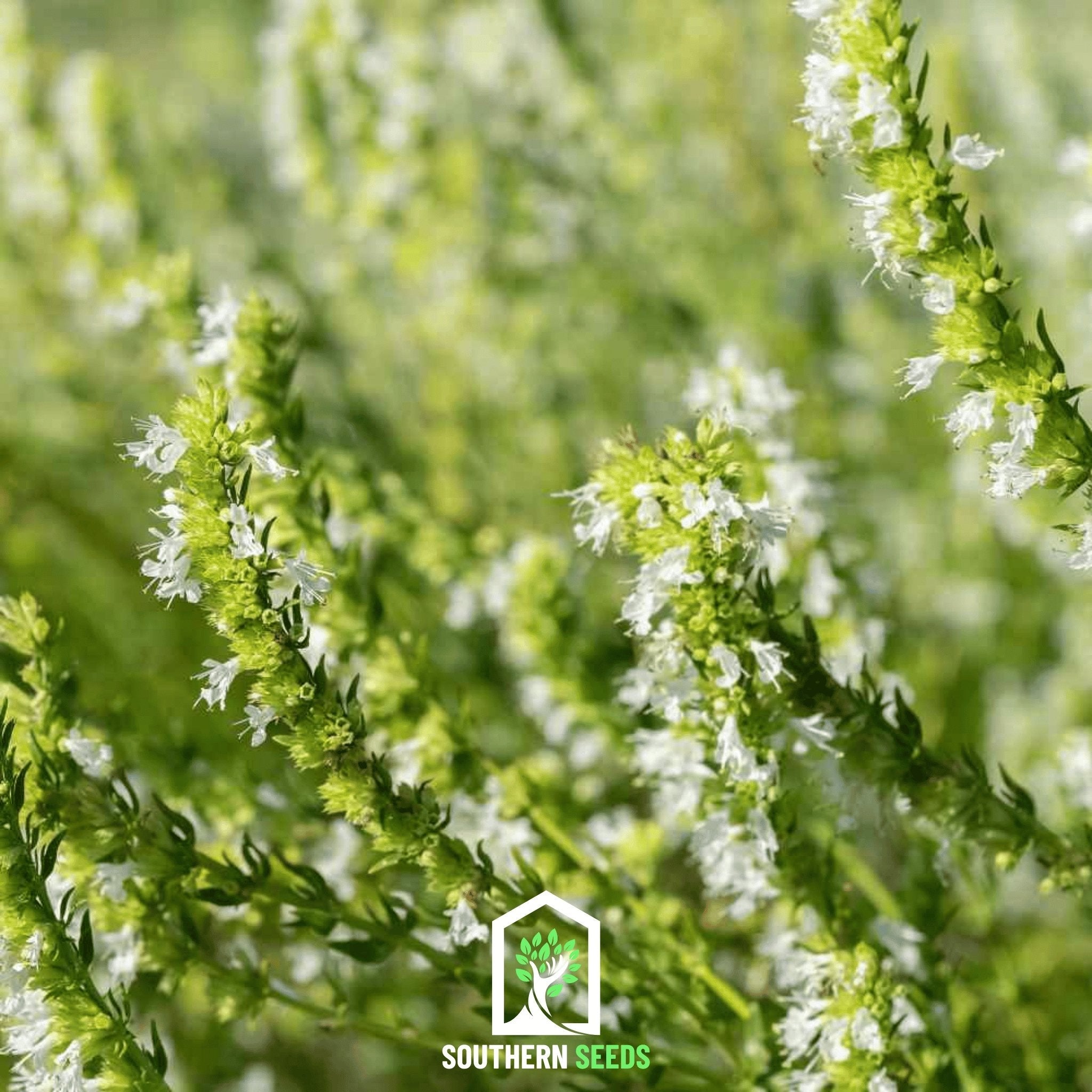 White Hyssop – 50 Seeds Southern Seeds