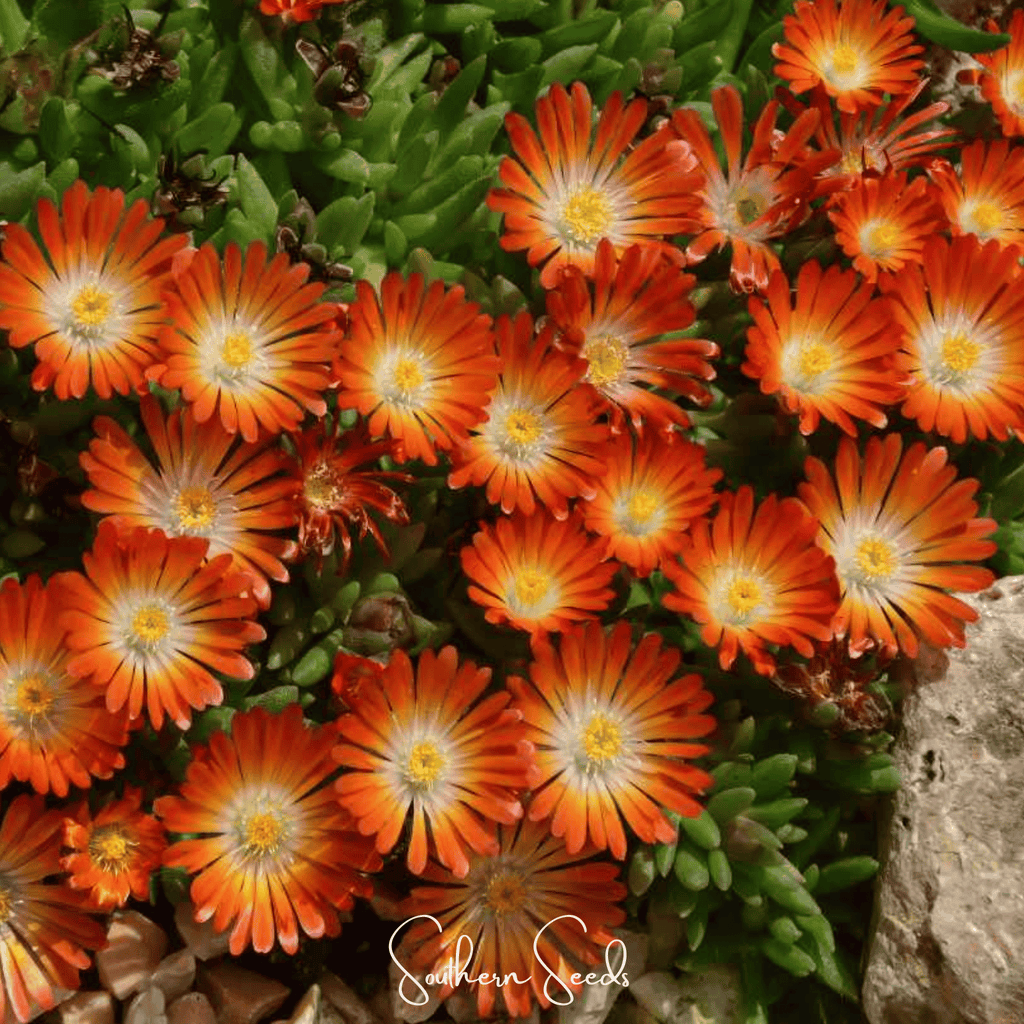 Orange Gelato Ice Plant – 200 Seeds Southern Seeds