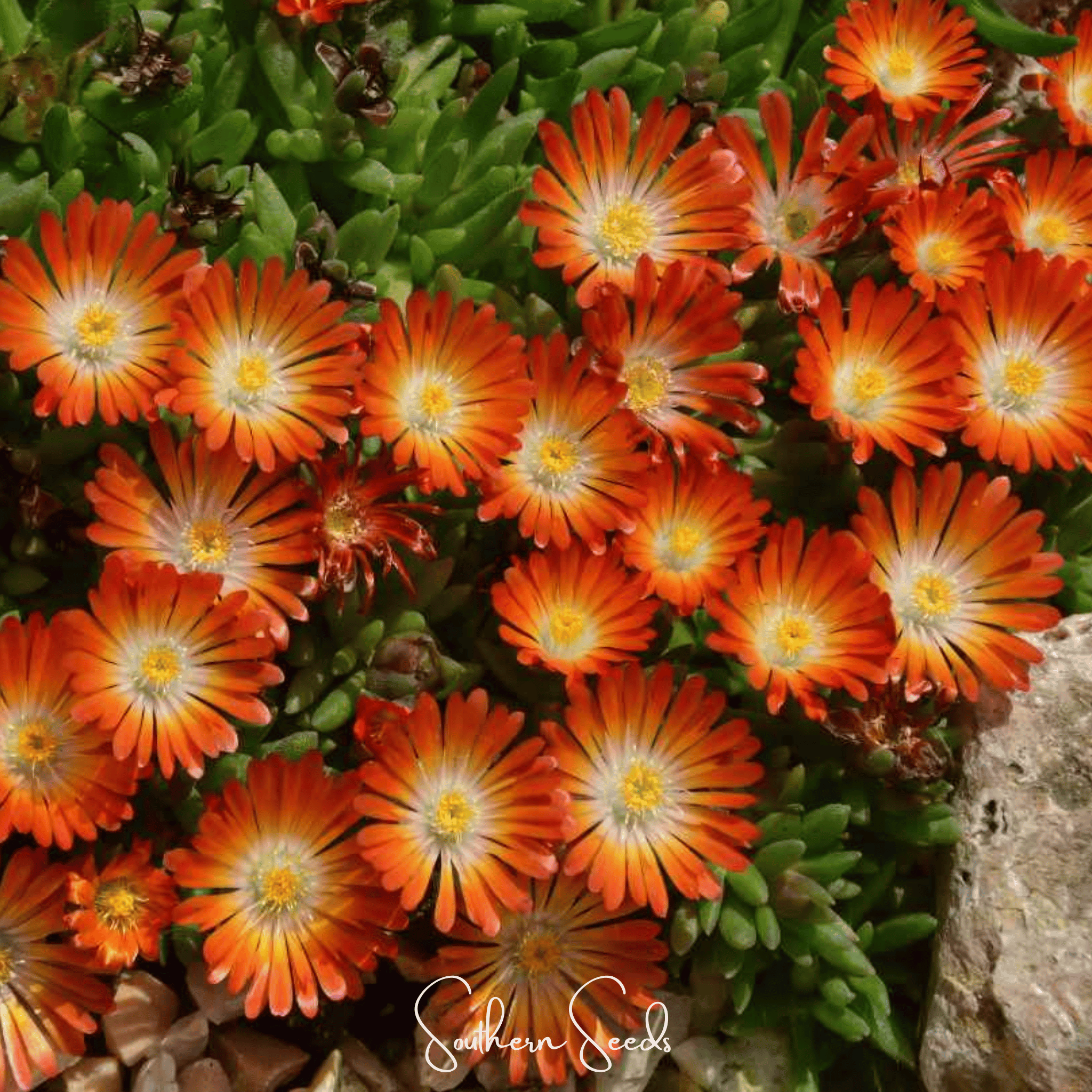 Orange Gelato Ice Plant – 200 Seeds Southern Seeds