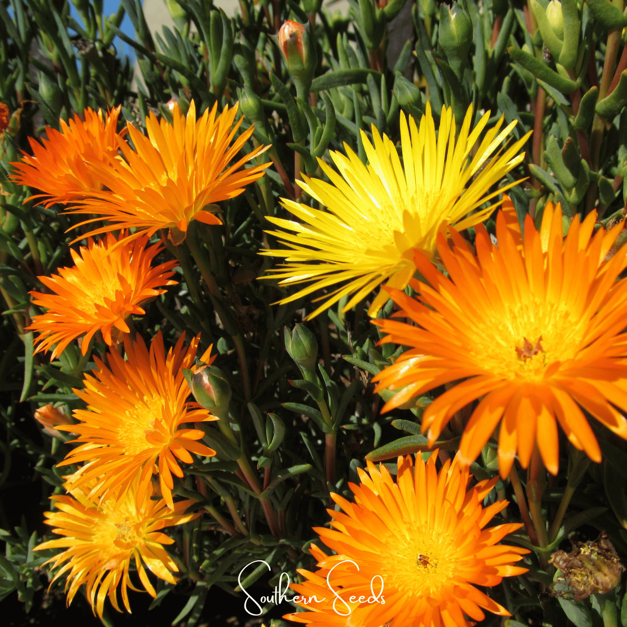 Orange Gelato Ice Plant – 200 Seeds Southern Seeds