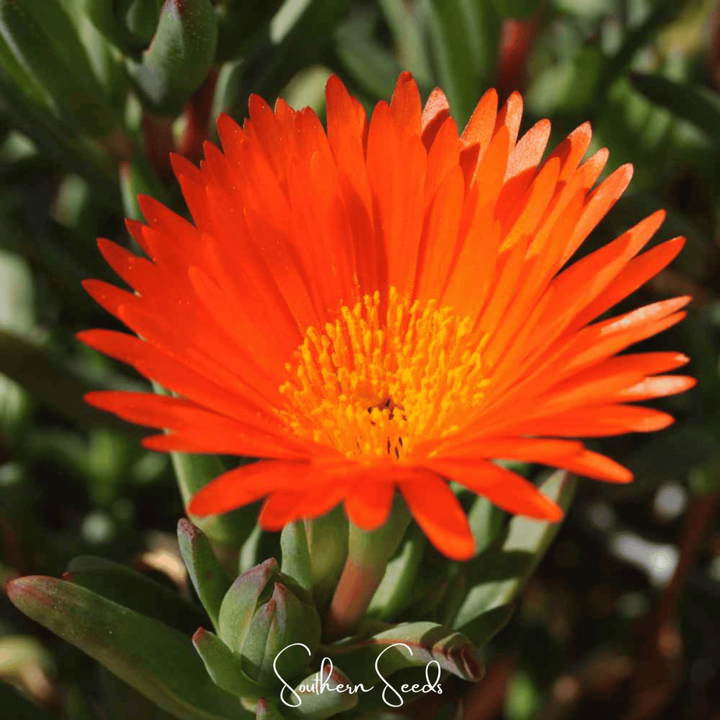 Orange Gelato Ice Plant – 200 Seeds Southern Seeds