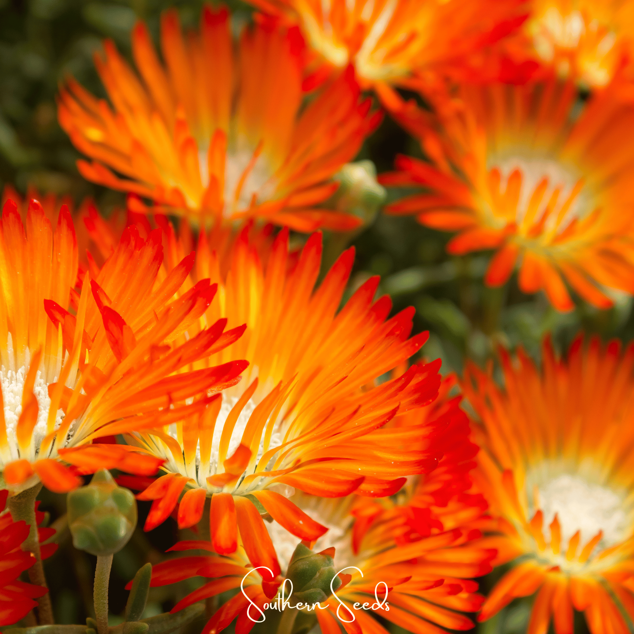 Orange Gelato Ice Plant – 200 Seeds Southern Seeds