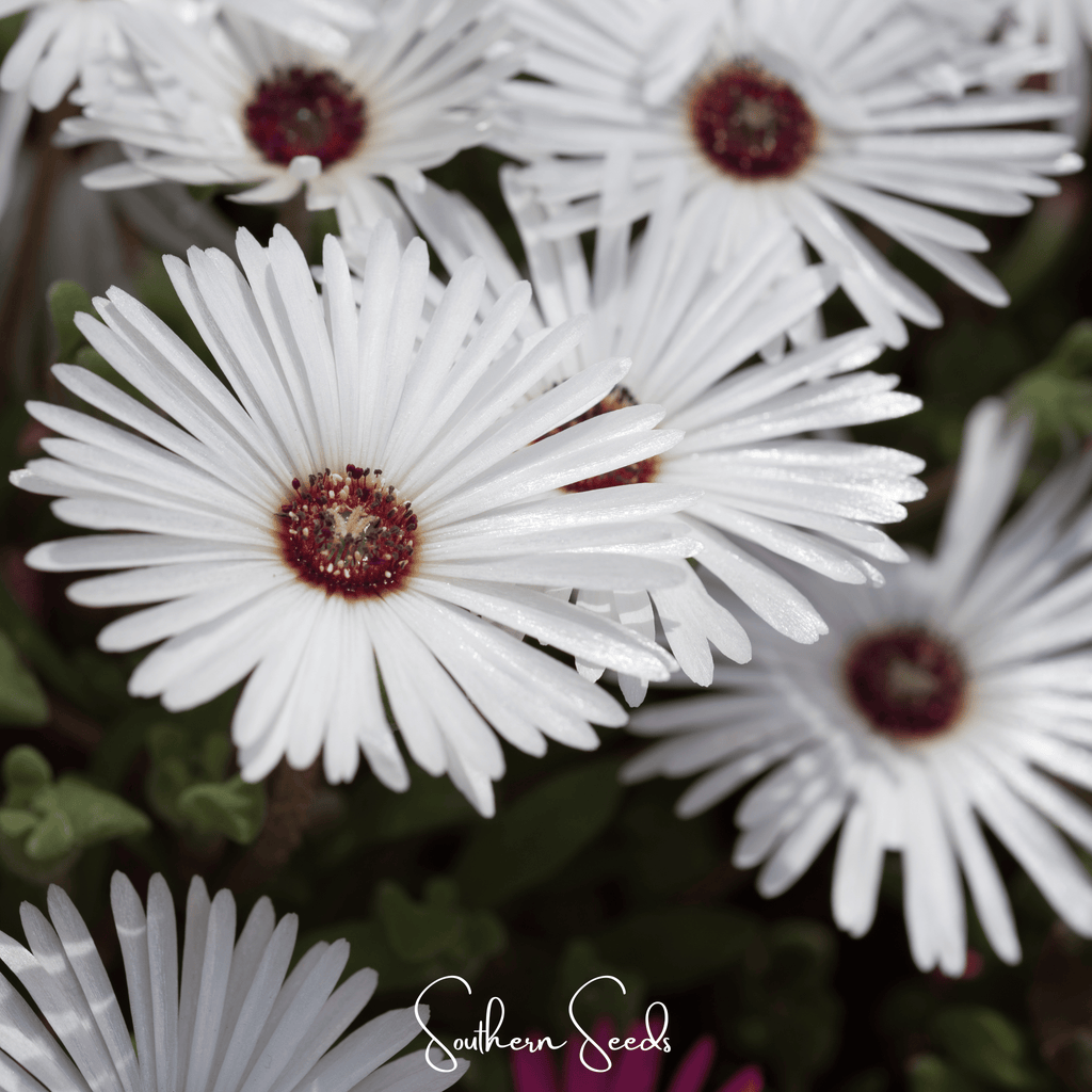 Gelato White Ice Plant – 200 Seeds Southern Seeds