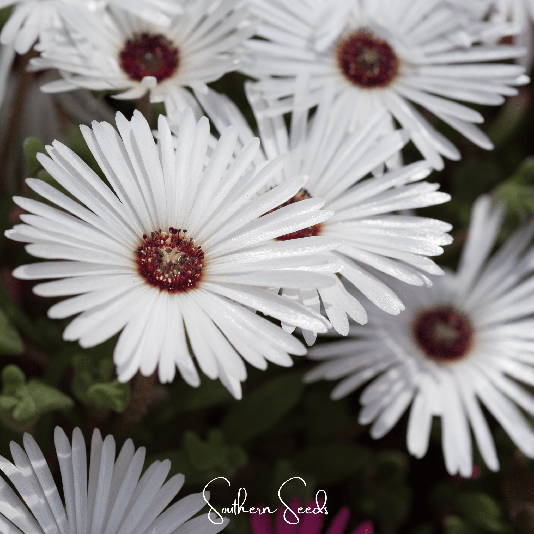 Gelato White Ice Plant – 200 Seeds Southern Seeds