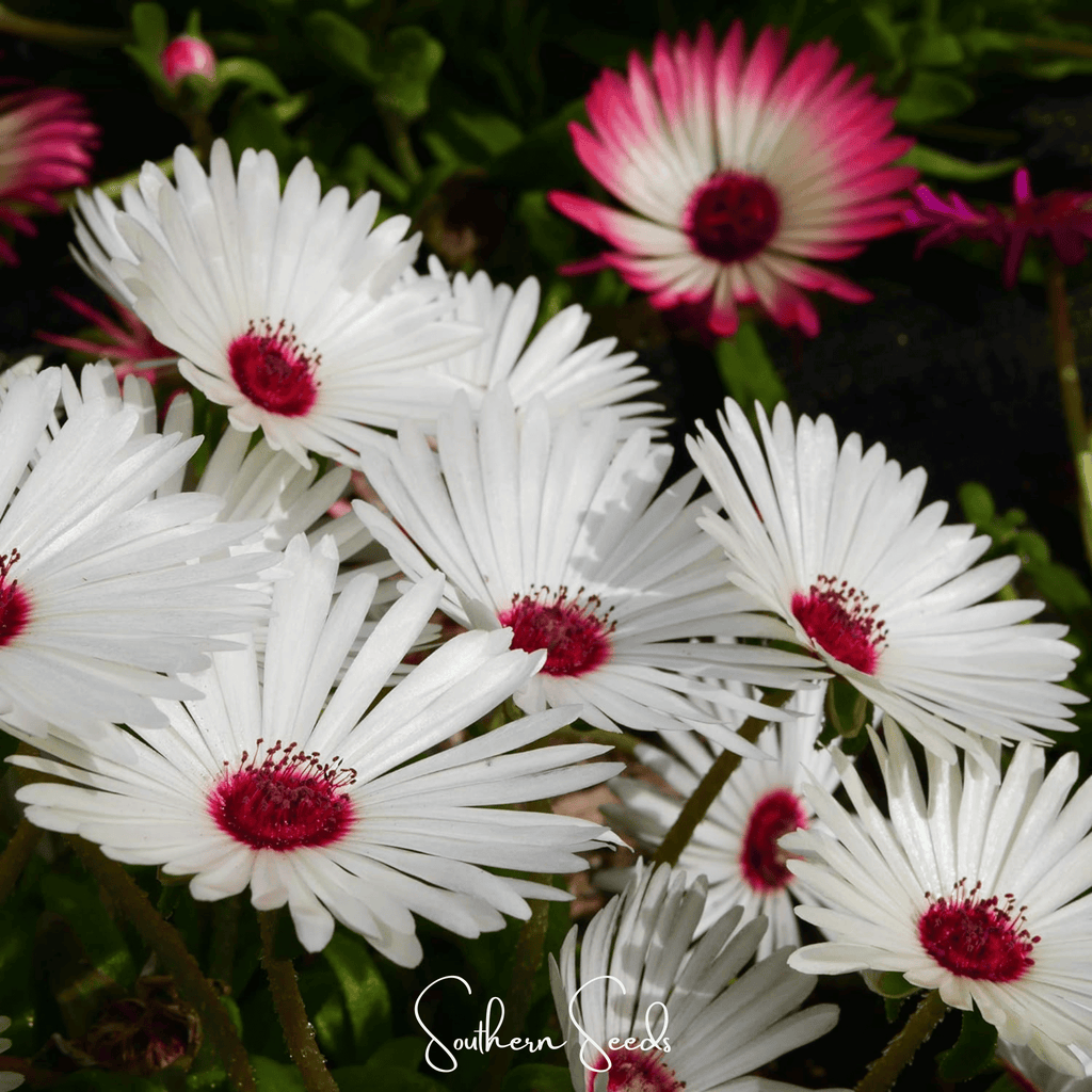 Gelato White Ice Plant – 200 Seeds Southern Seeds