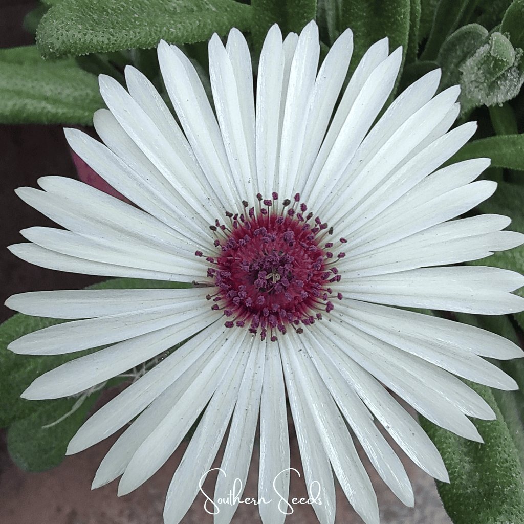 Gelato White Ice Plant – 200 Seeds Southern Seeds