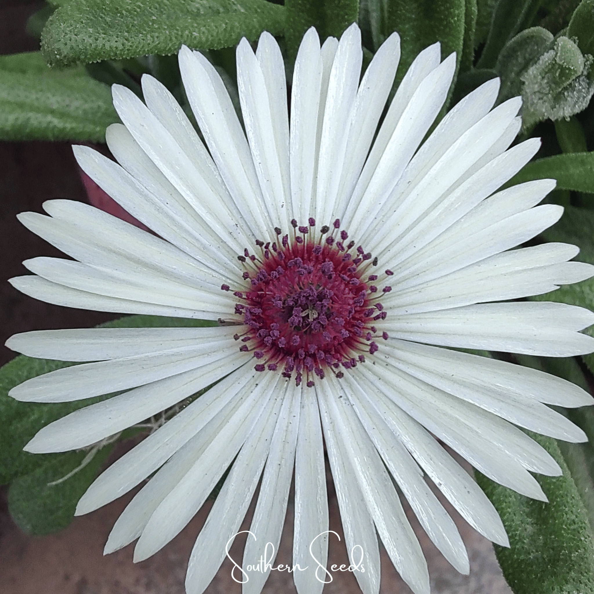 Gelato White Ice Plant – 200 Seeds Southern Seeds