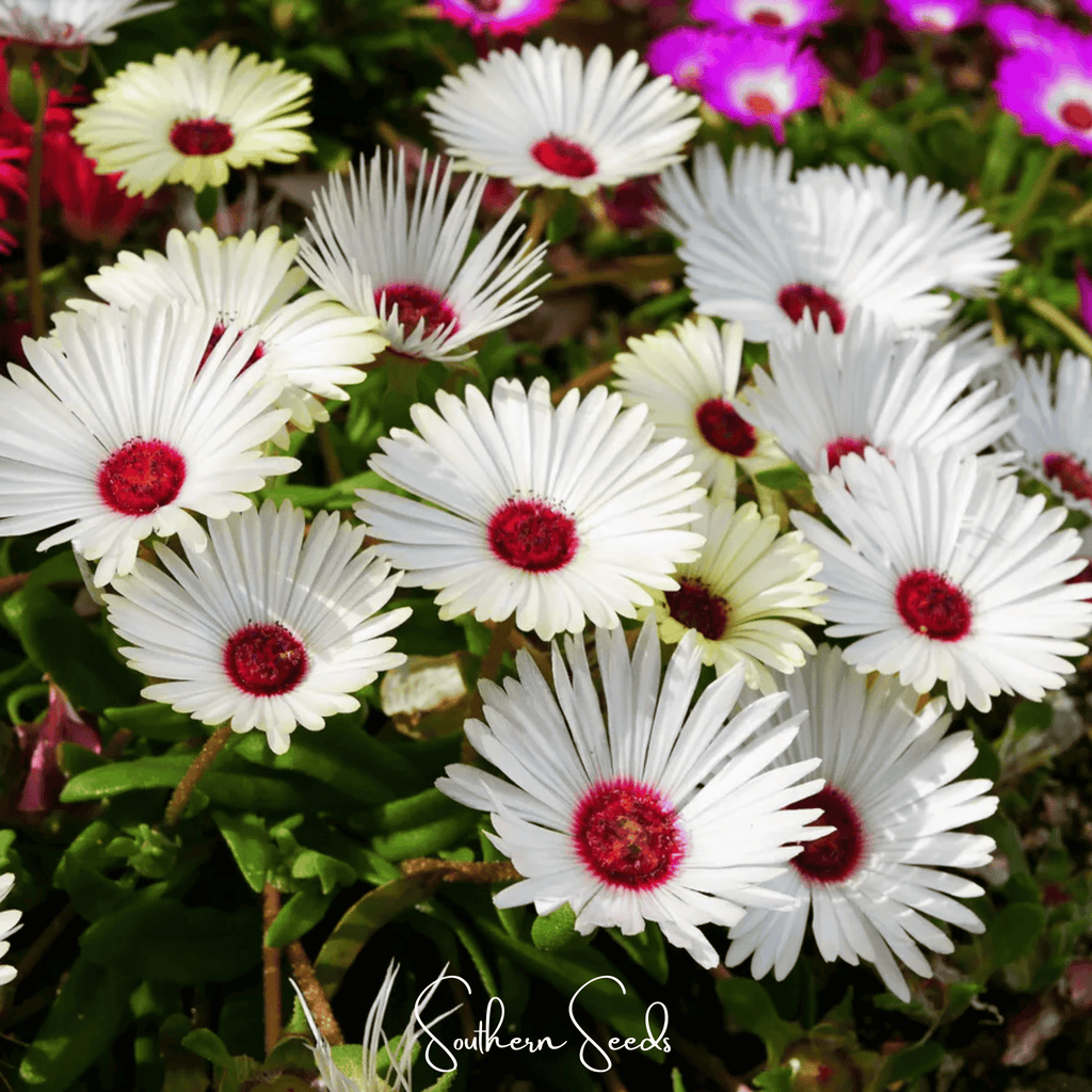 Gelato White Ice Plant – 200 Seeds Southern Seeds