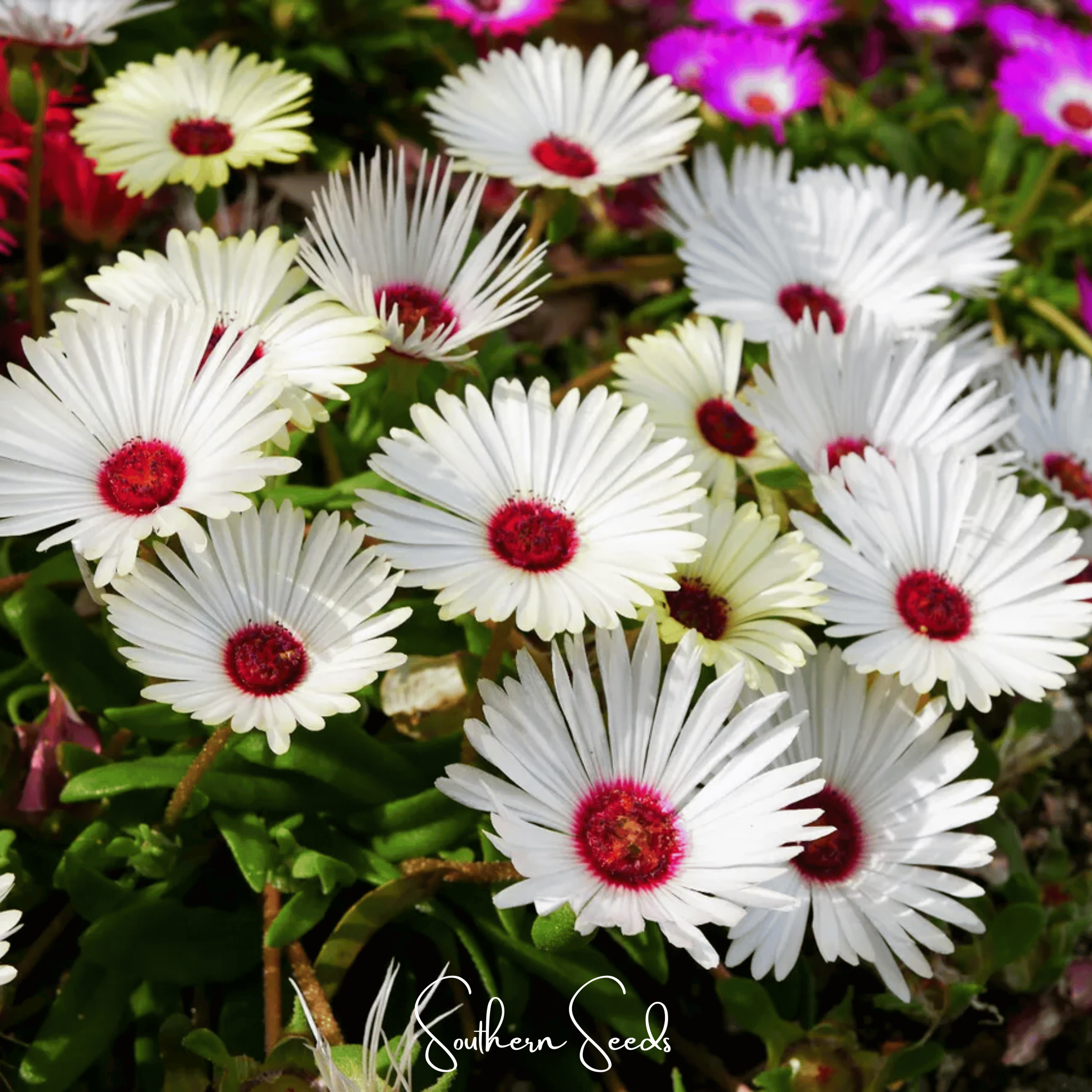Gelato White Ice Plant – 200 Seeds Southern Seeds