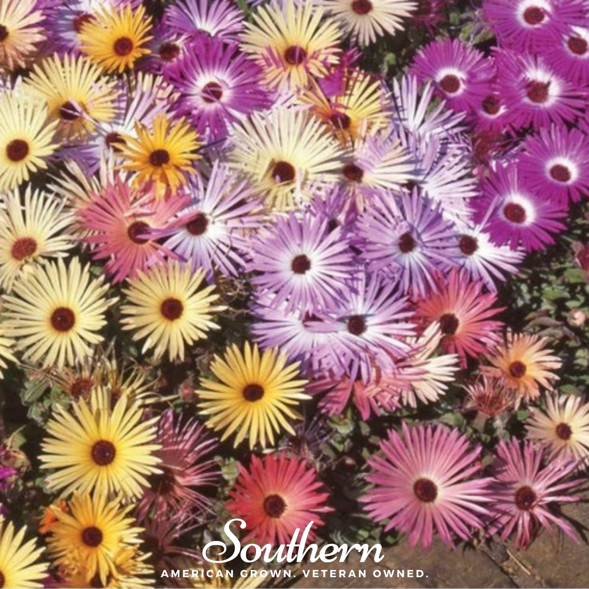 Ice Plant Mix – 200 Seeds Southern Seeds