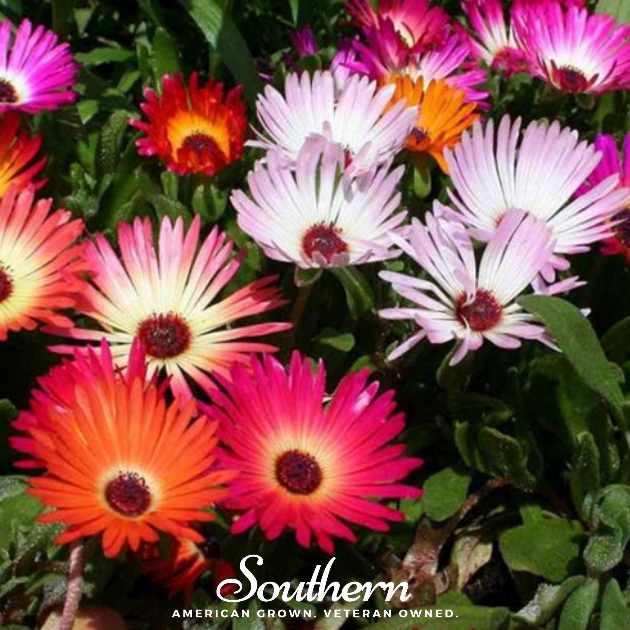 Ice Plant Mix – 200 Seeds Southern Seeds