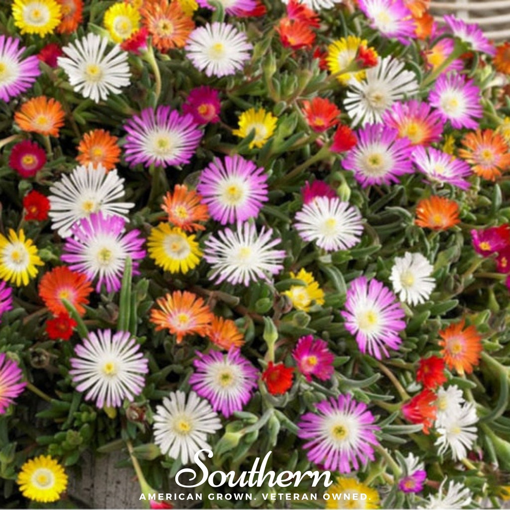Ice Plant Mix – 200 Seeds Southern Seeds