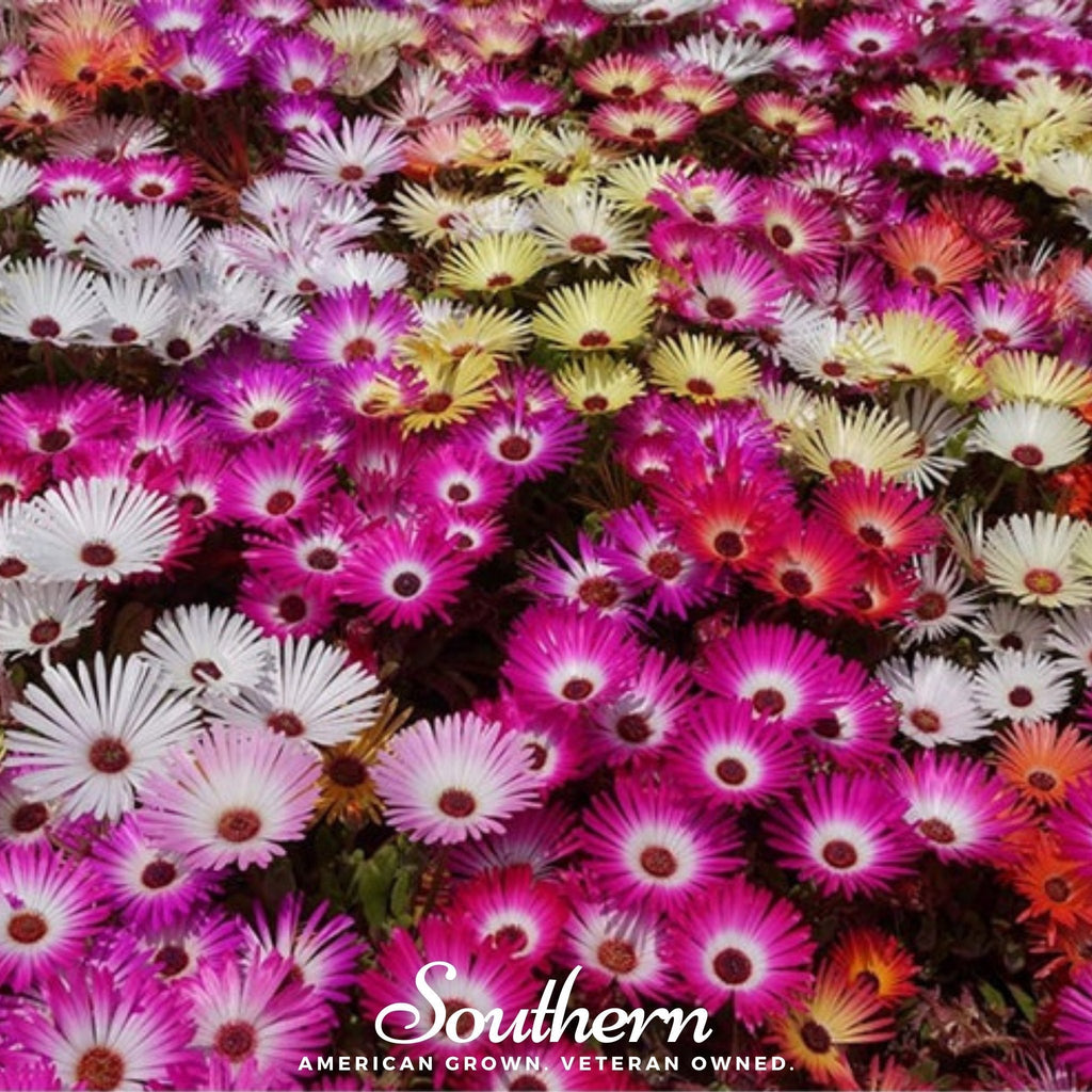 Ice Plant Mix – 200 Seeds Southern Seeds