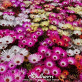 Ice Plant Mix – 200 Seeds Southern Seeds