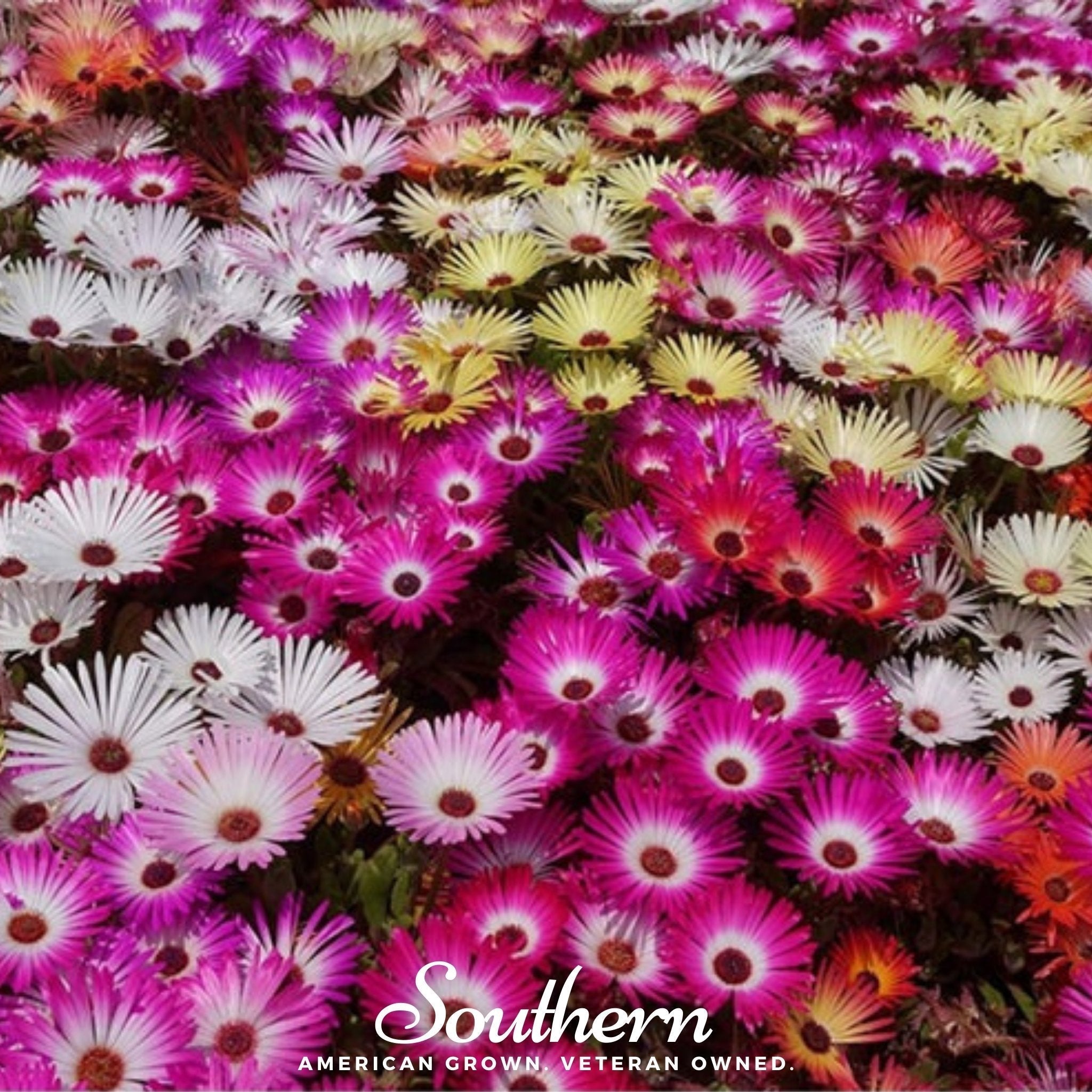 Ice Plant Mix – 200 Seeds Southern Seeds