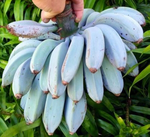 1 Musa Ice Cream (Blue Java) Banana Tree - Small Live Rooted Starter Plant, Tropical Blue Bananas, Unique Fruit, Home Garden or Containers Jayme Garden