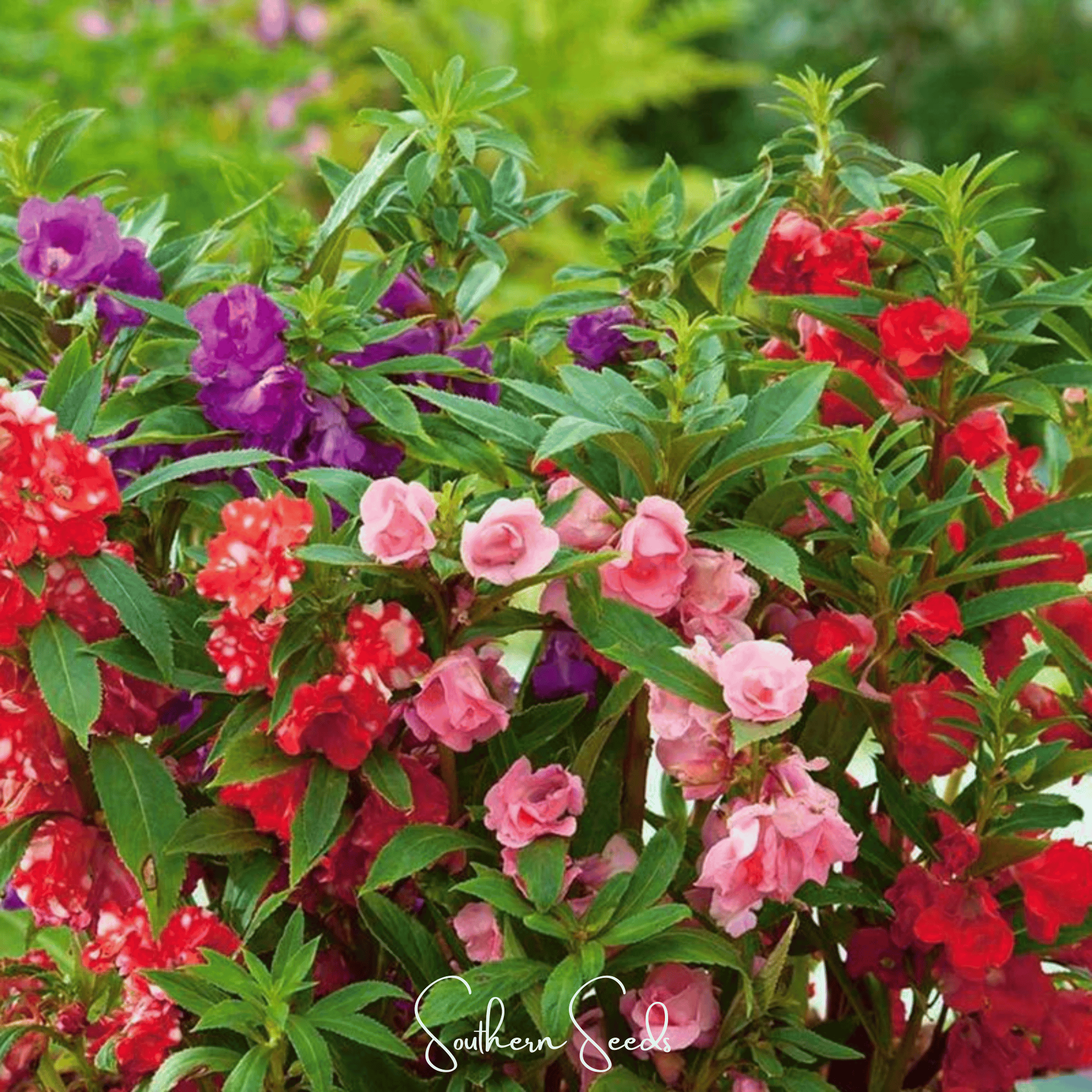 Bush Mix Impatiens – 50 Seeds Southern Seeds