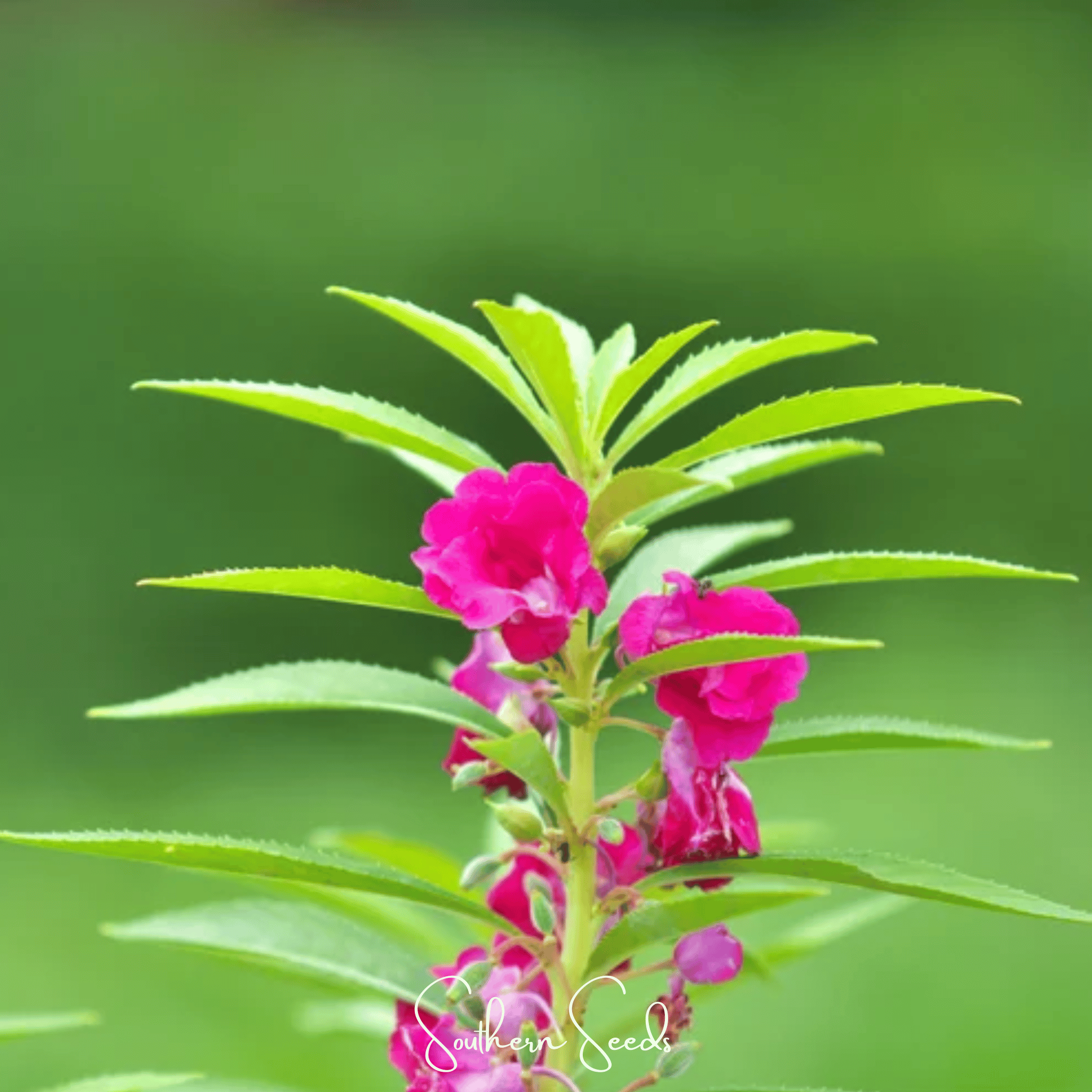 Bush Mix Impatiens – 50 Seeds Southern Seeds