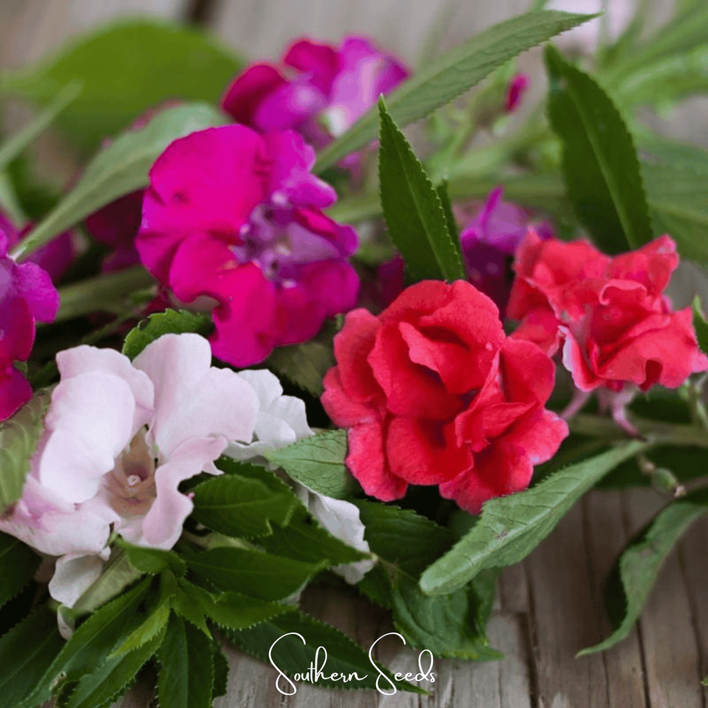 Bush Mix Impatiens – 50 Seeds Southern Seeds