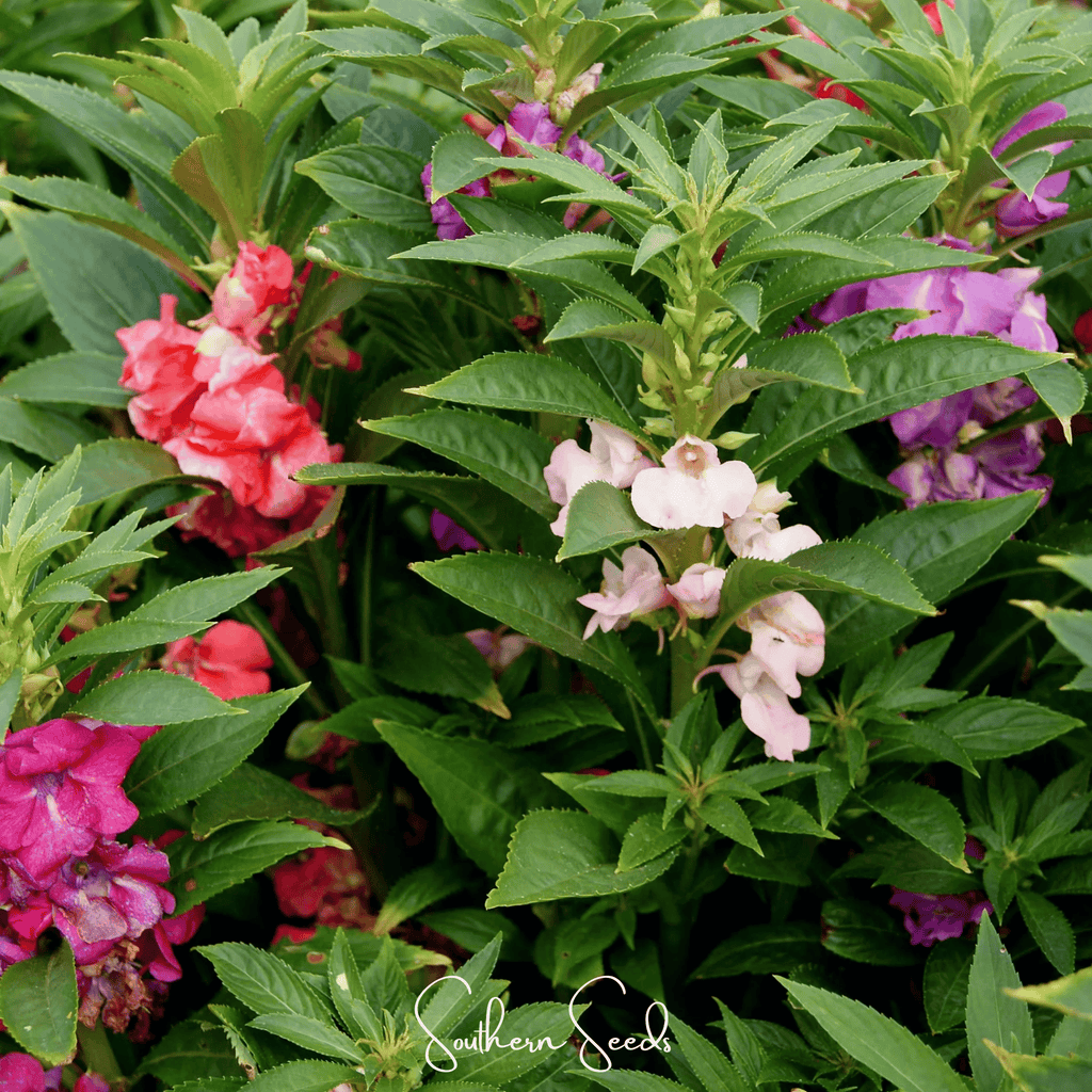 Bush Mix Impatiens – 50 Seeds Southern Seeds