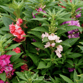 Bush Mix Impatiens – 50 Seeds Southern Seeds