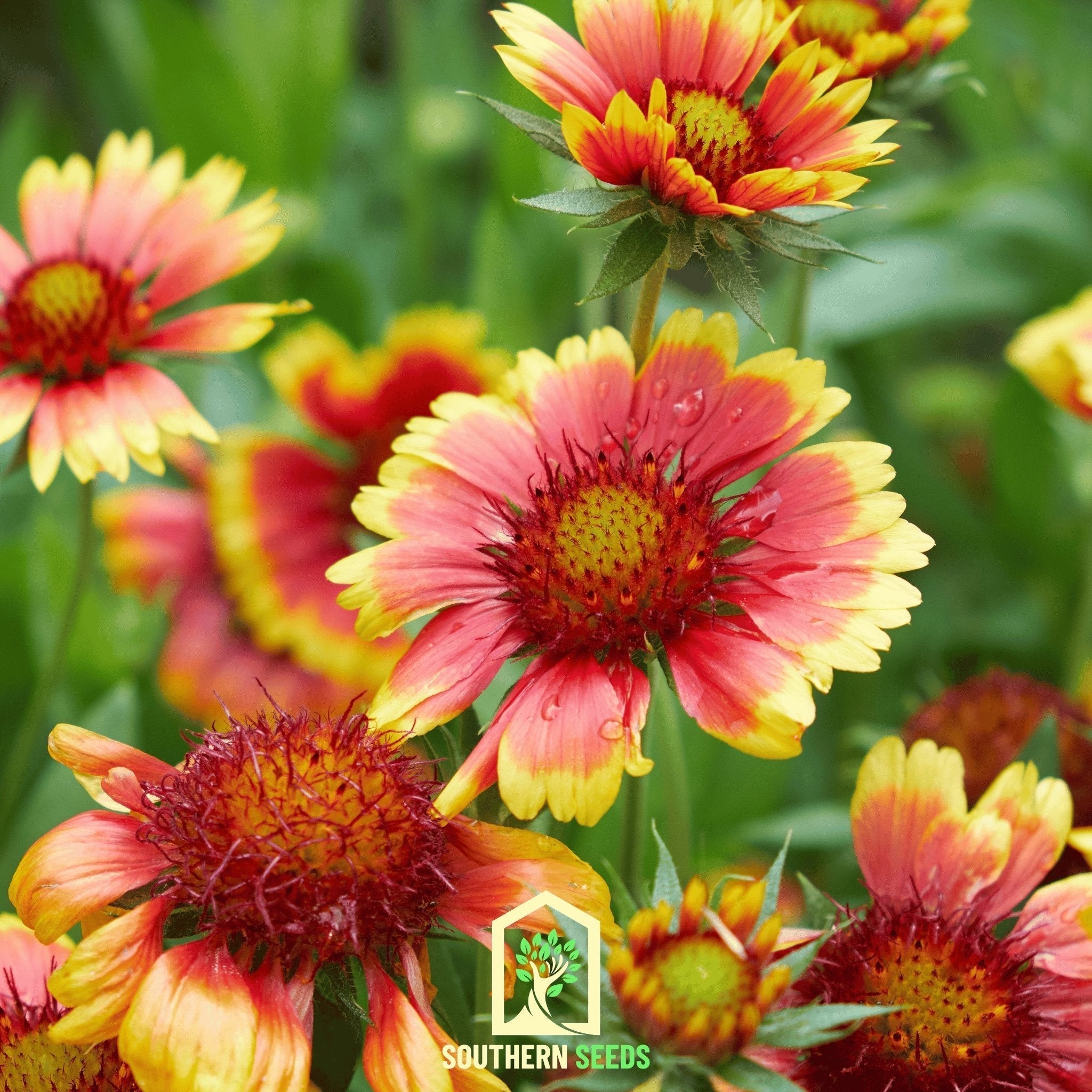Indian Blanket – Firewheel – 200 Seeds Southern Seeds