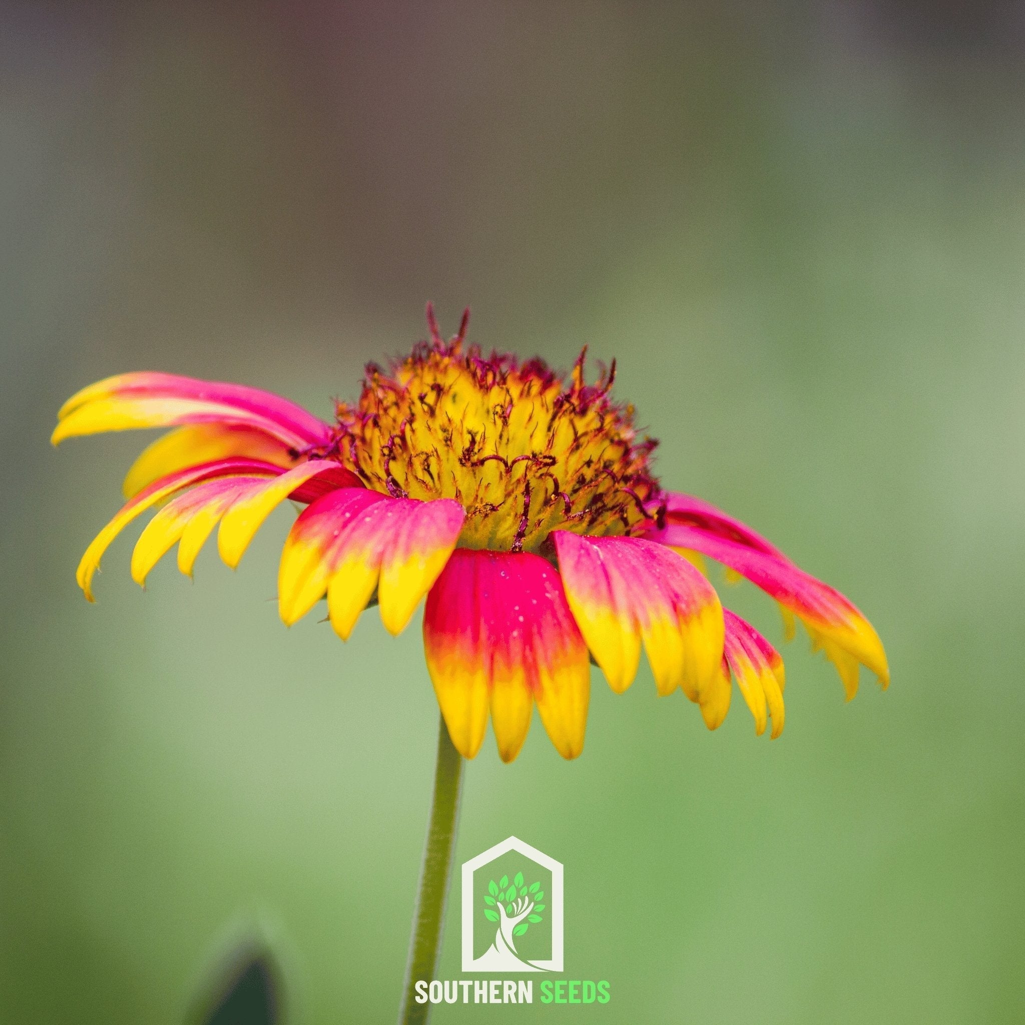 Indian Blanket – Firewheel – 200 Seeds Southern Seeds