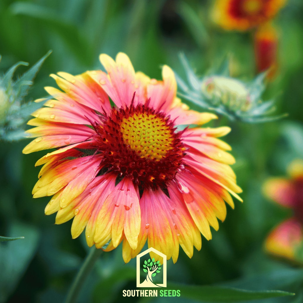 Indian Blanket – Firewheel – 200 Seeds Southern Seeds
