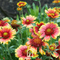 Indian Blanket – Firewheel – 200 Seeds Southern Seeds