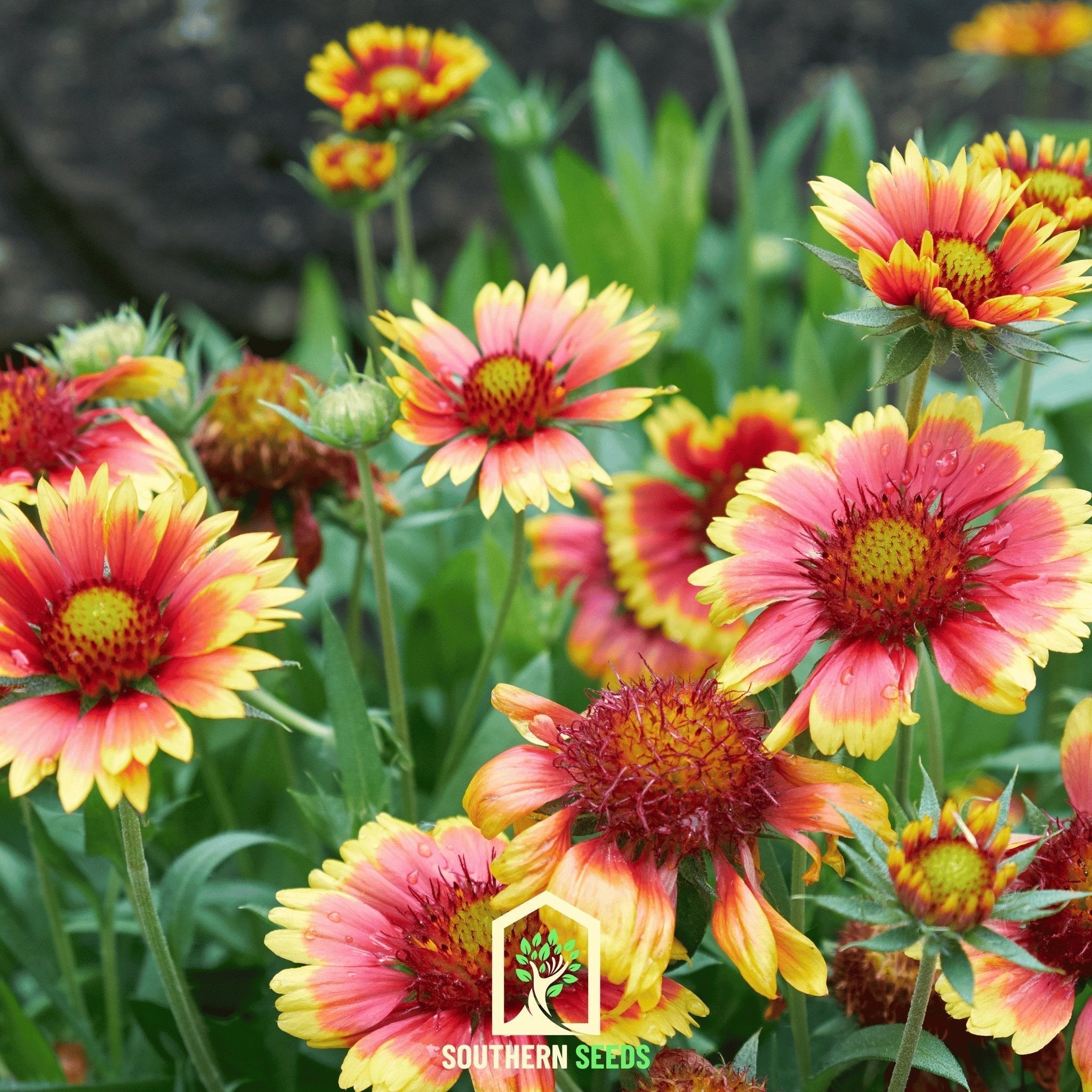 Indian Blanket – Firewheel – 200 Seeds Southern Seeds