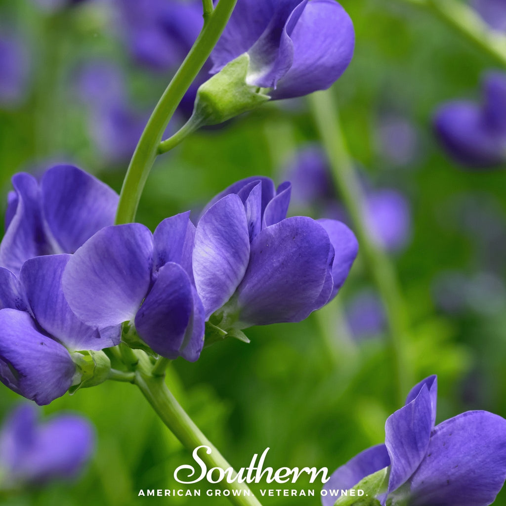 Wild Blue Indigo – 35 Seeds Southern Seeds