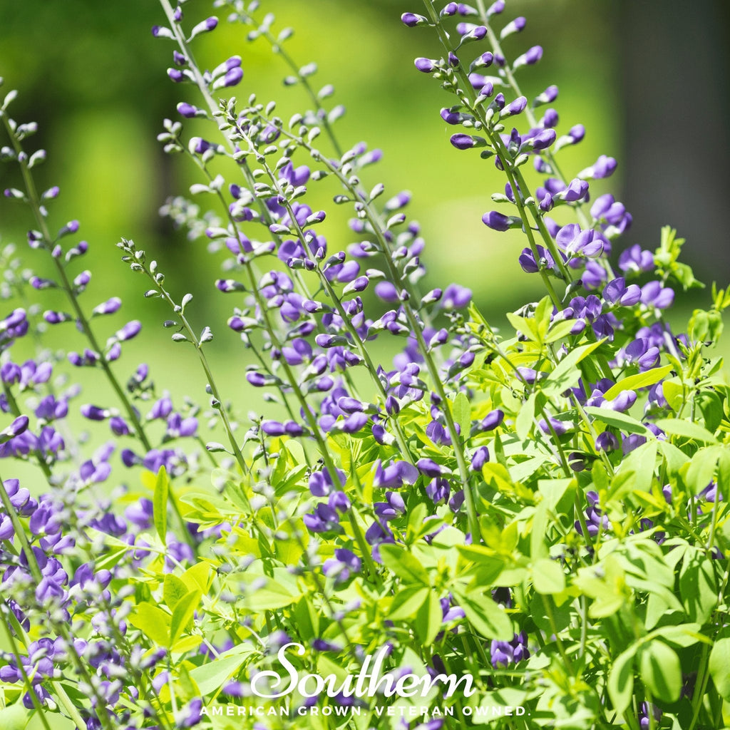 Wild Blue Indigo – 35 Seeds Southern Seeds