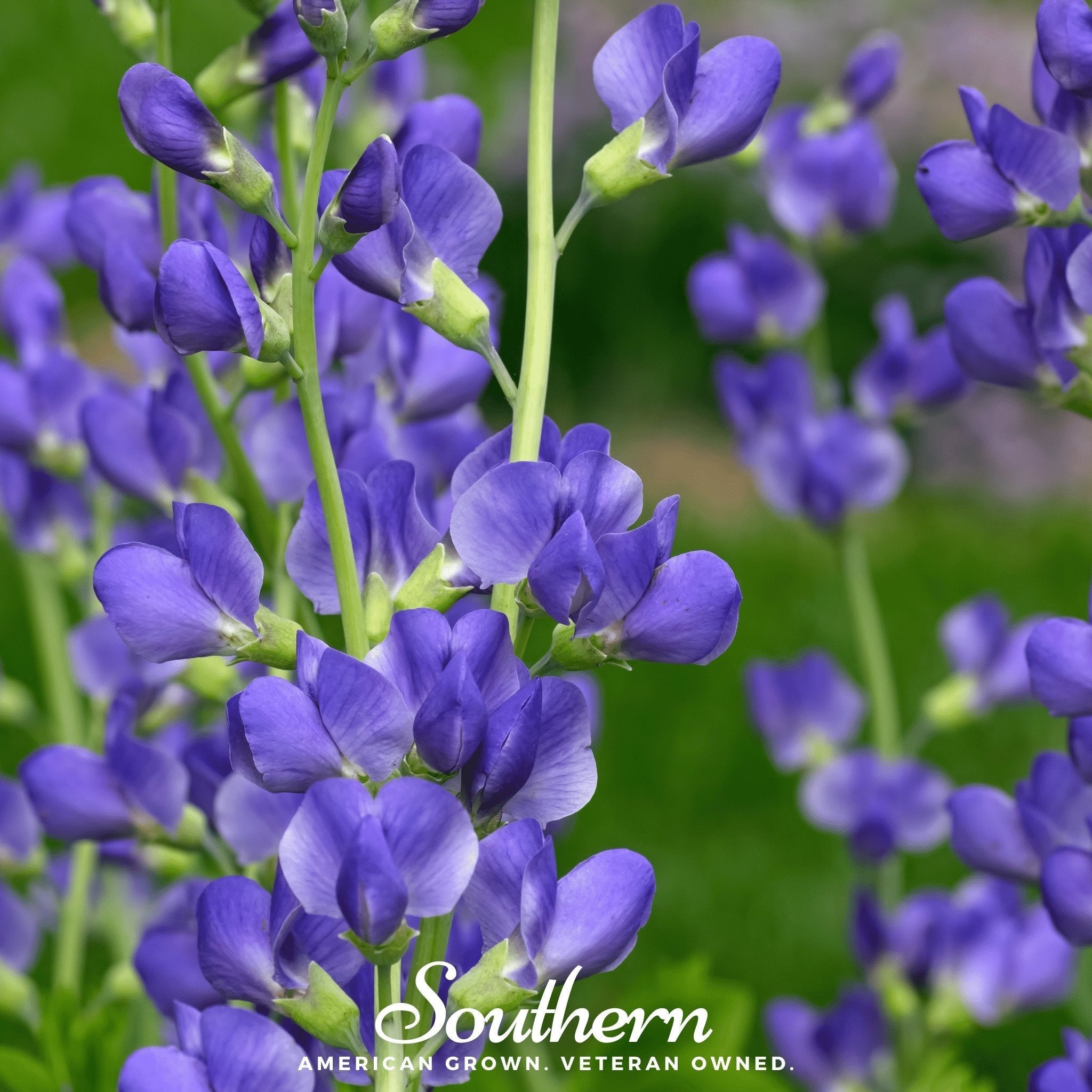 Wild Blue Indigo – 35 Seeds Southern Seeds