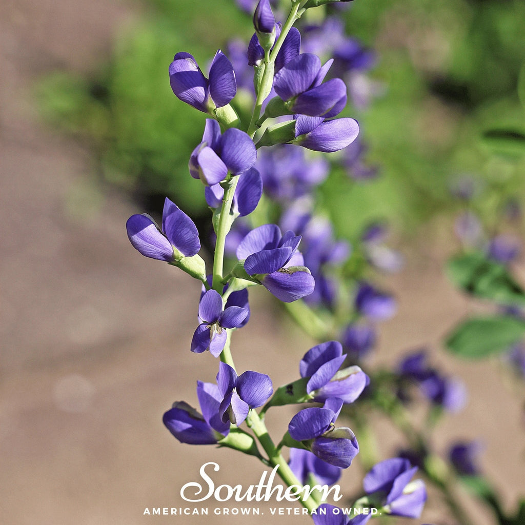 Wild Blue Indigo – 35 Seeds Southern Seeds