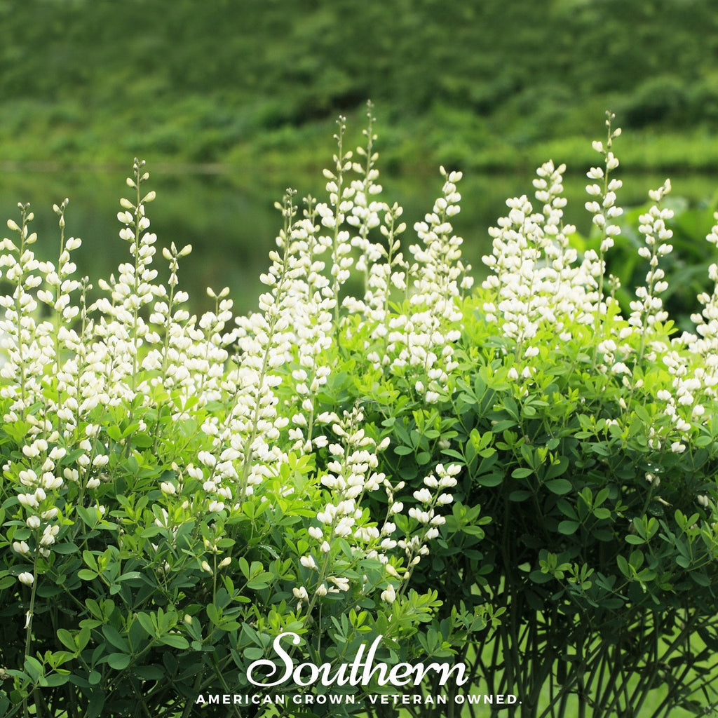Wild White Indigo – 35 Seeds Southern Seeds
