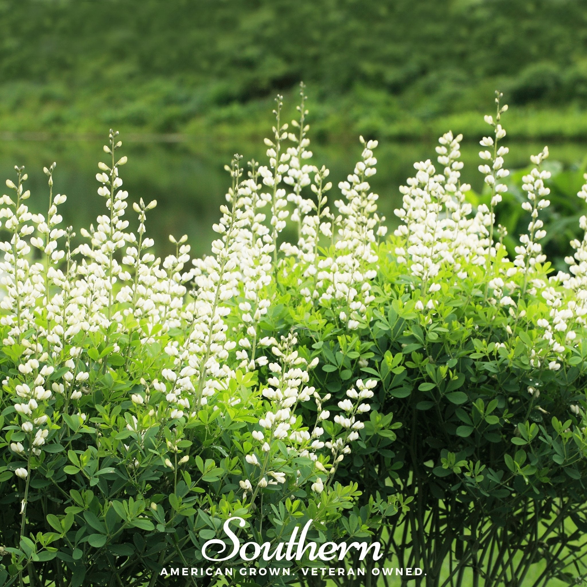 Wild White Indigo – 35 Seeds Southern Seeds