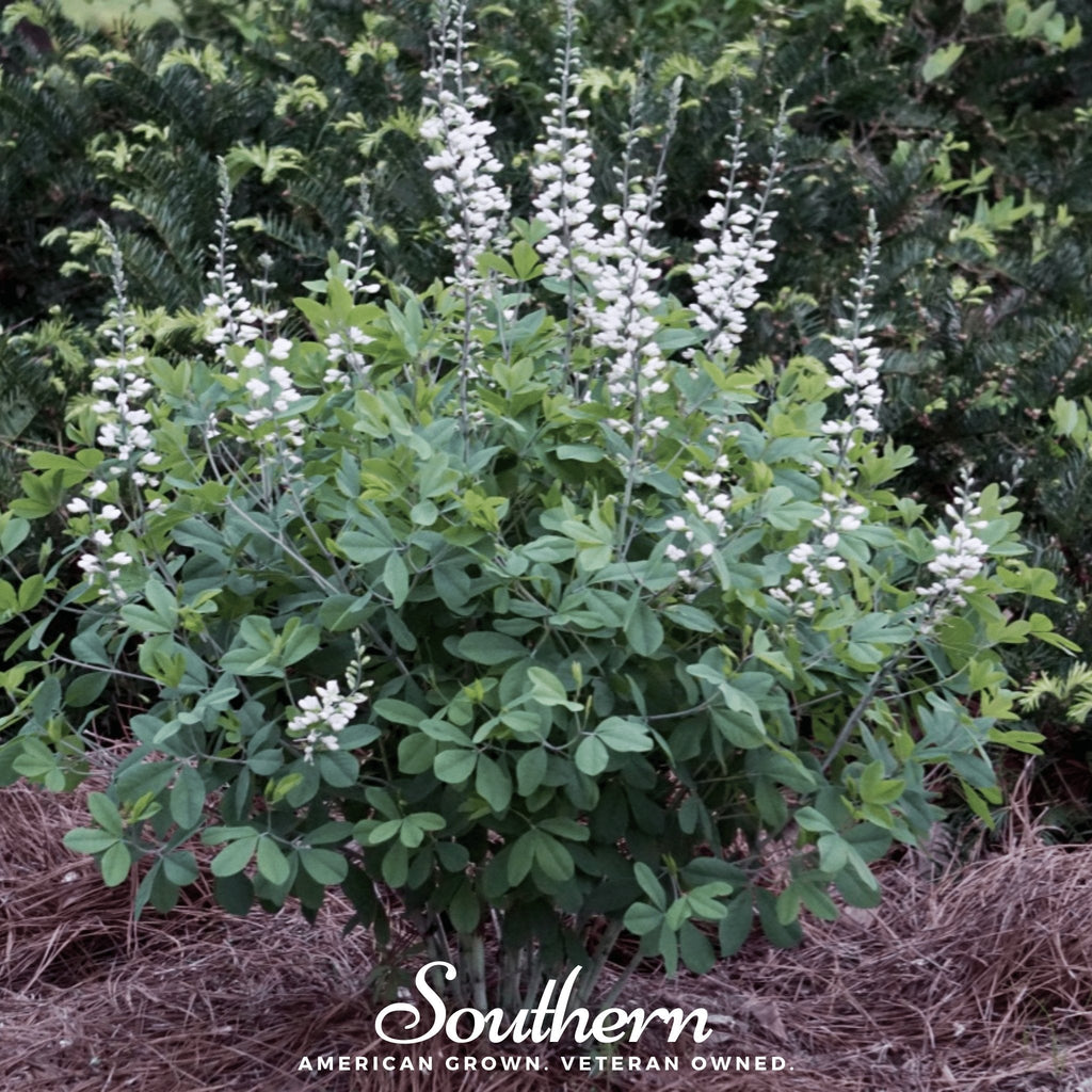Wild White Indigo – 35 Seeds Southern Seeds