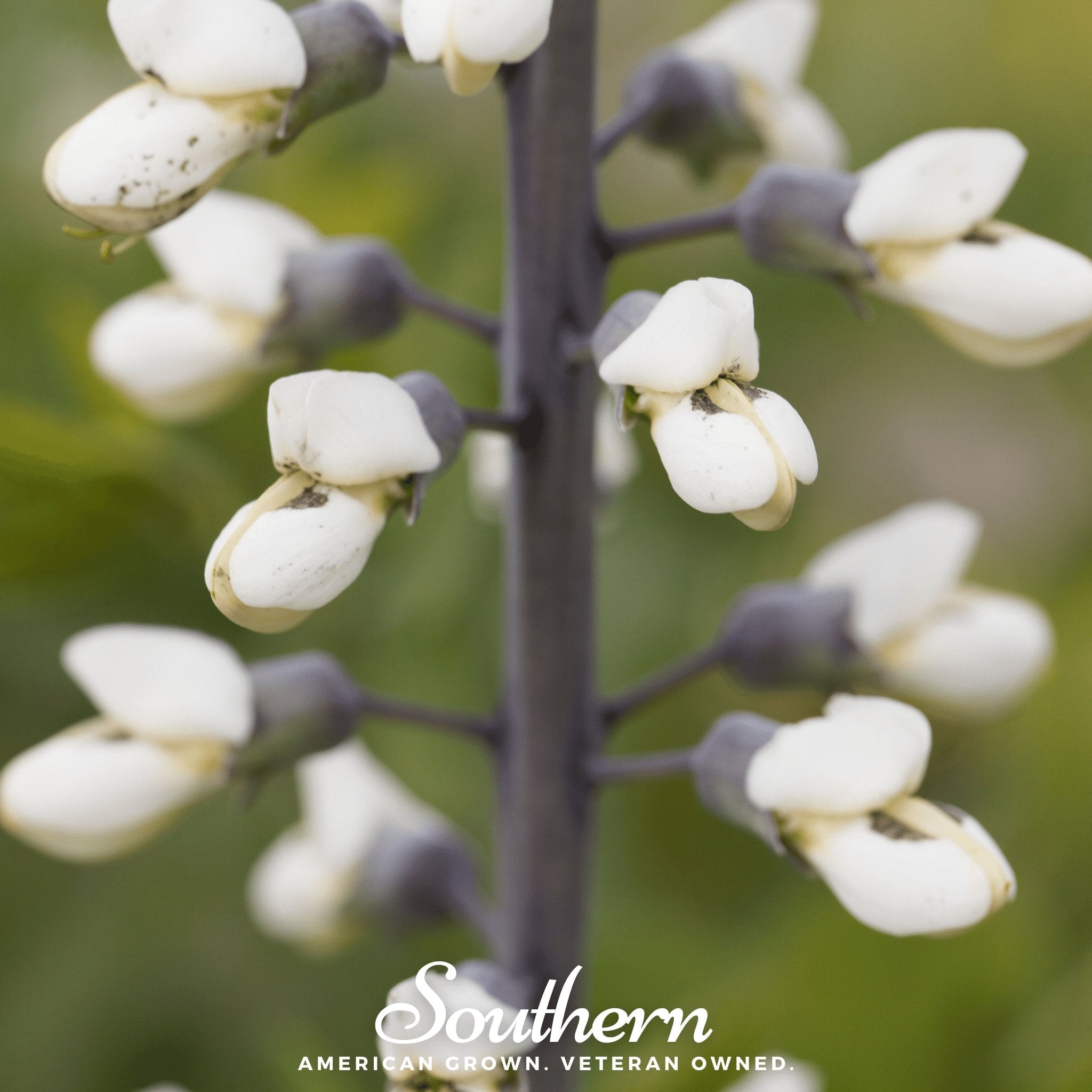 Wild White Indigo – 35 Seeds Southern Seeds