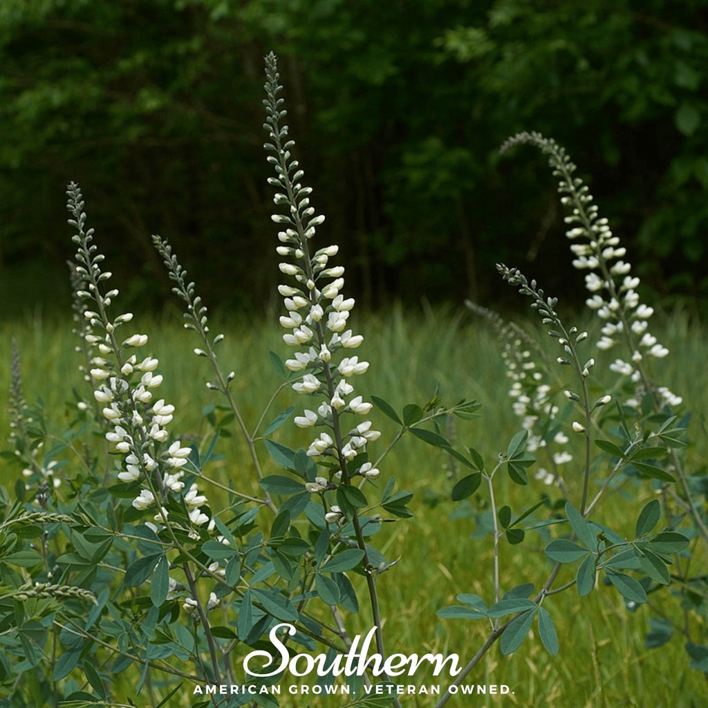 Wild White Indigo – 35 Seeds Southern Seeds