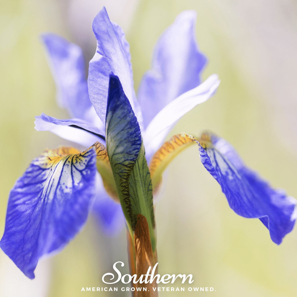 Northern Blue Flag Iris – 25 Seeds Southern Seeds