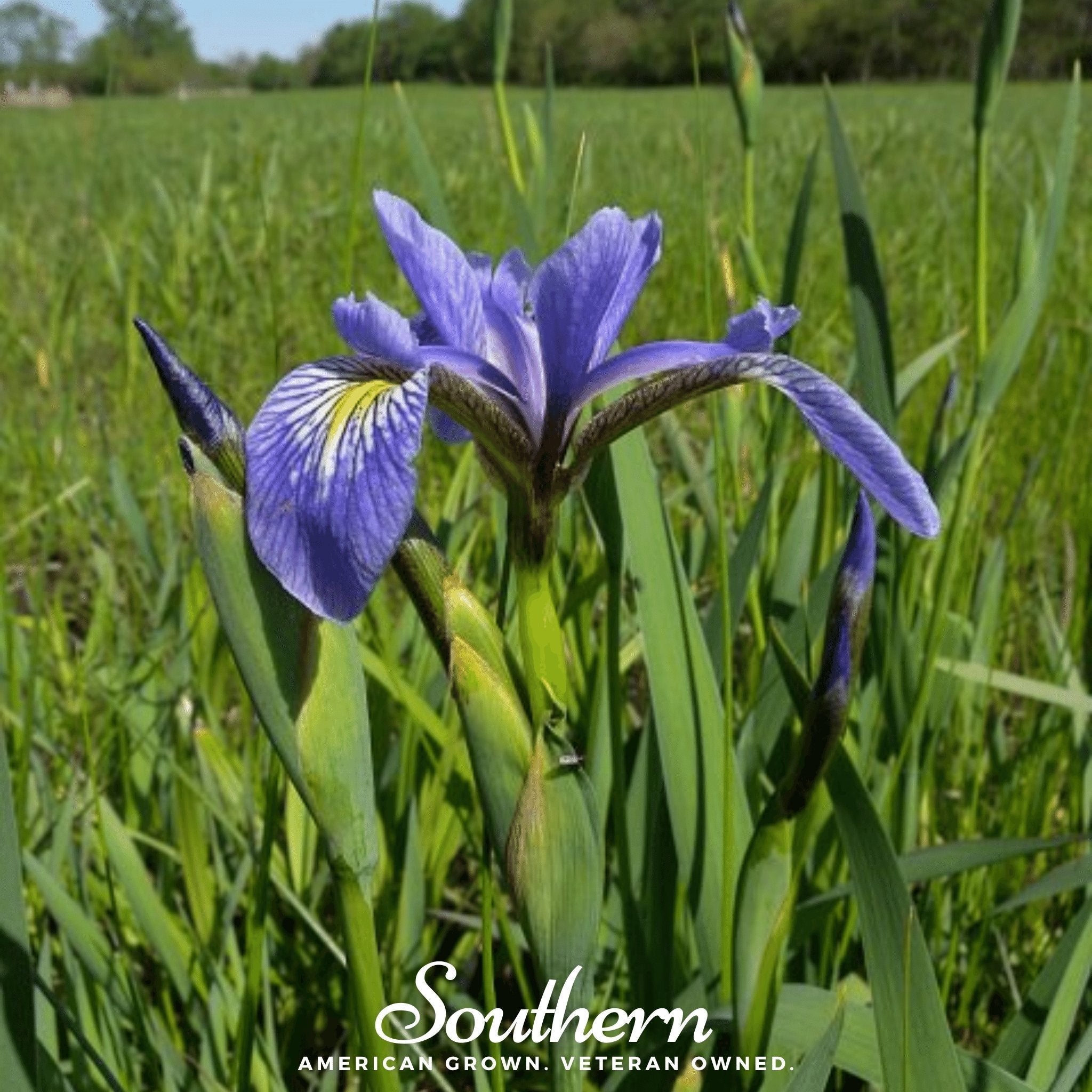 Northern Blue Flag Iris – 25 Seeds Southern Seeds