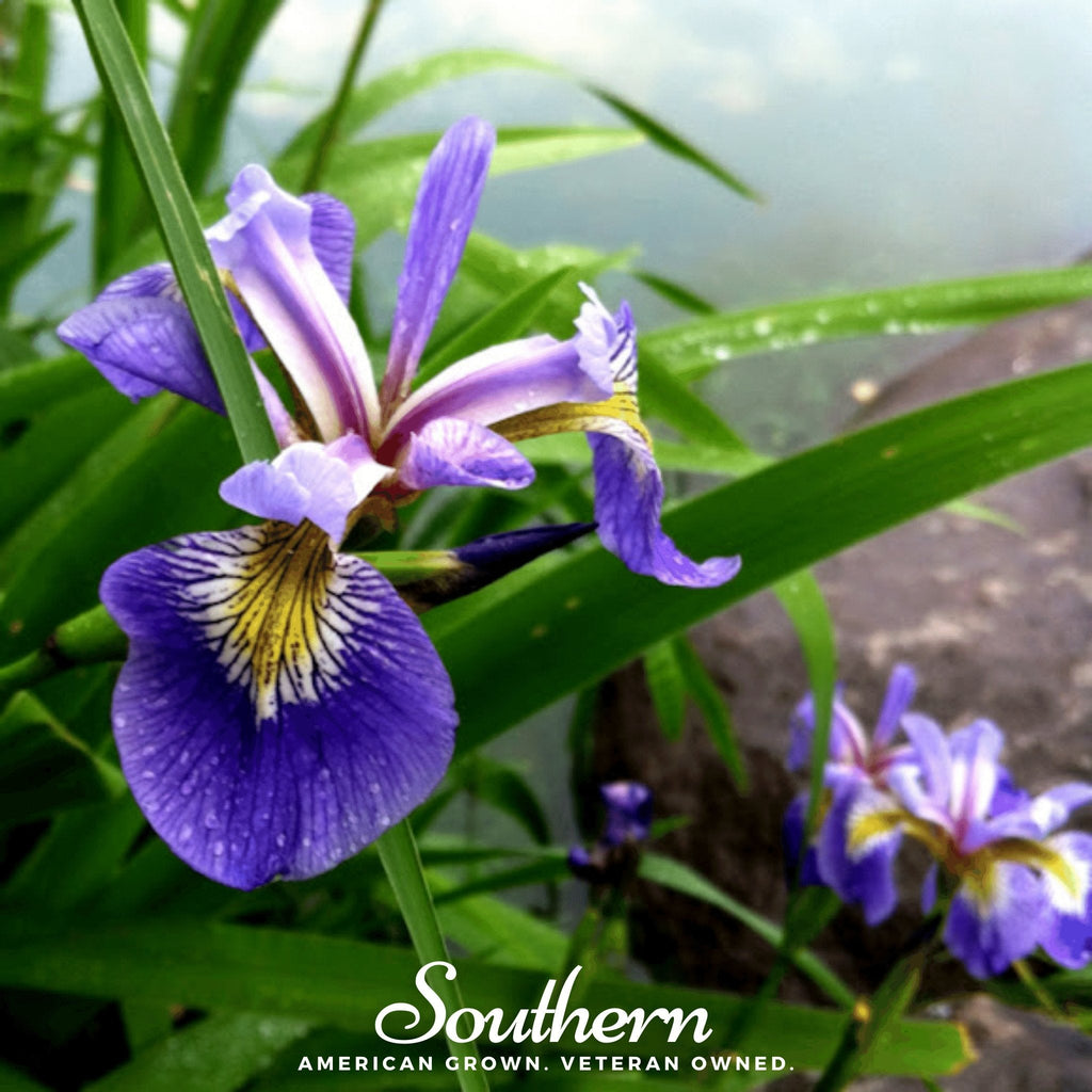 Northern Blue Flag Iris – 25 Seeds Southern Seeds