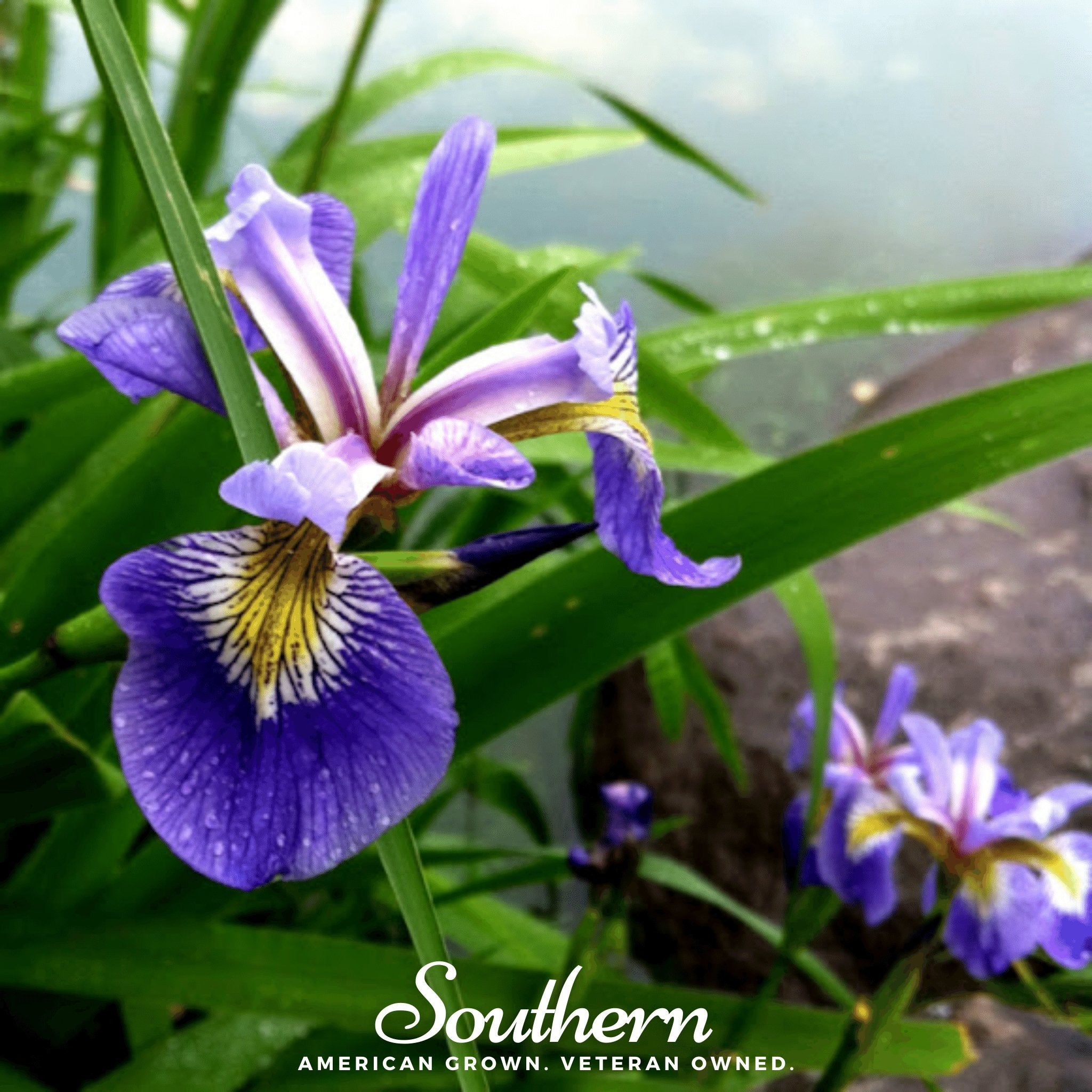 Northern Blue Flag Iris – 25 Seeds Southern Seeds