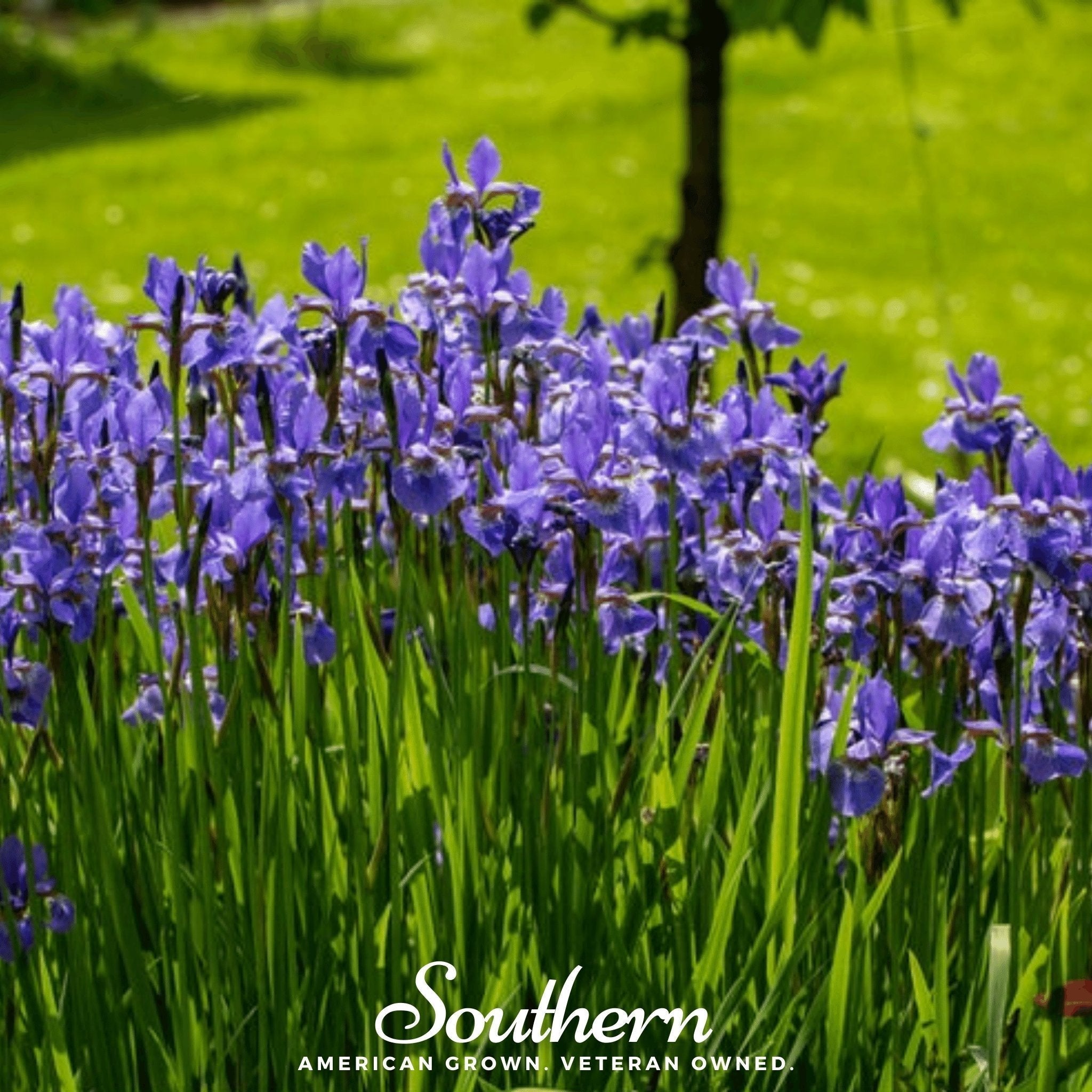Northern Blue Flag Iris – 25 Seeds Southern Seeds
