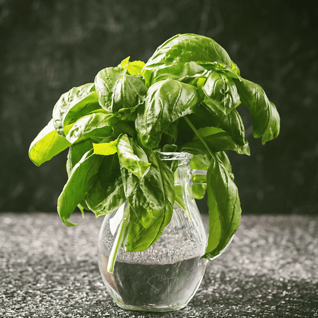 Italian Large Leaf Basil – 250 Seeds Southern Seeds